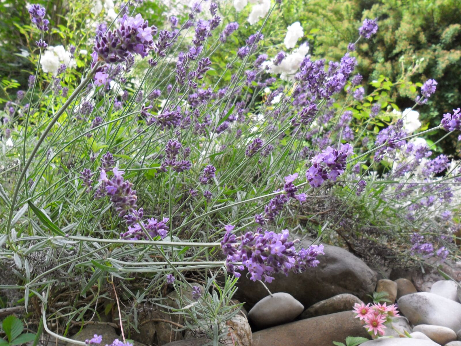 Samsung ES65, ES67 / VLUU ES65, ES67 /  SL50 sample photo. Flowers, lavender, crop photography