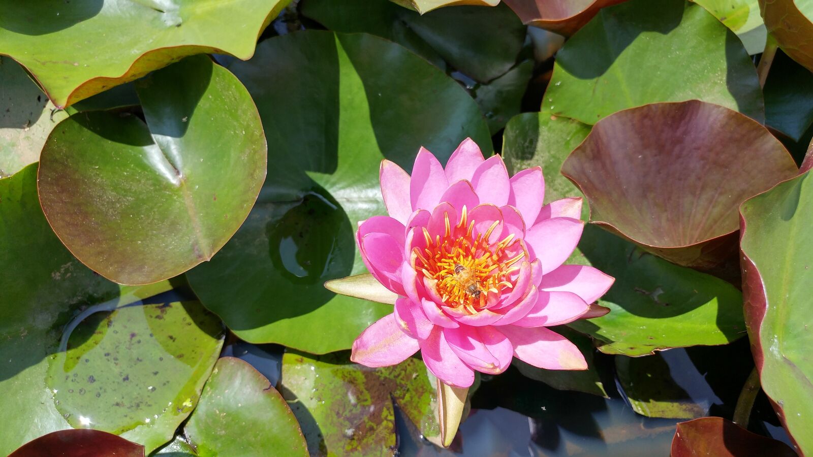 LG G5 sample photo. Lotus, pond, water lilies photography