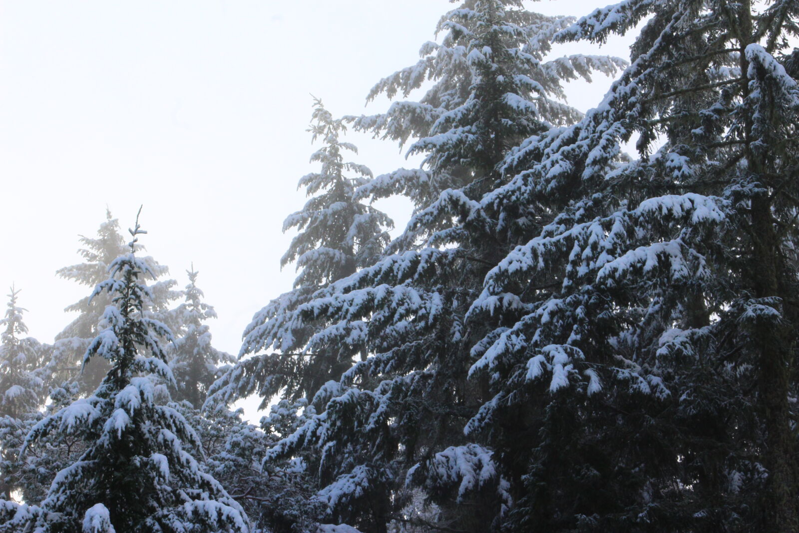 Canon EF 75-300mm f/4-5.6 sample photo. Christmas, eve, pine, trees photography