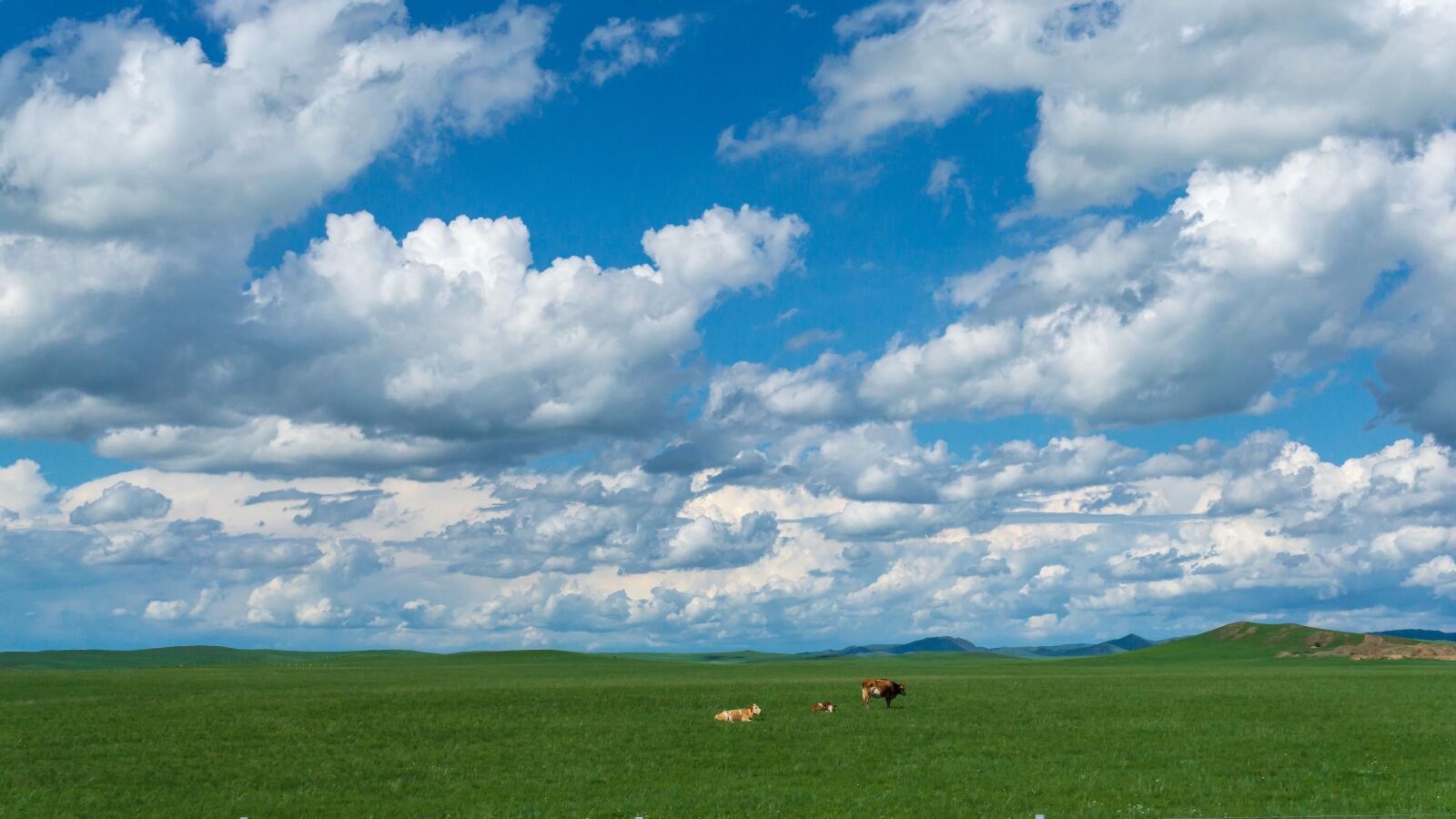 Sony a5100 sample photo. Cow, sheep, prairie photography