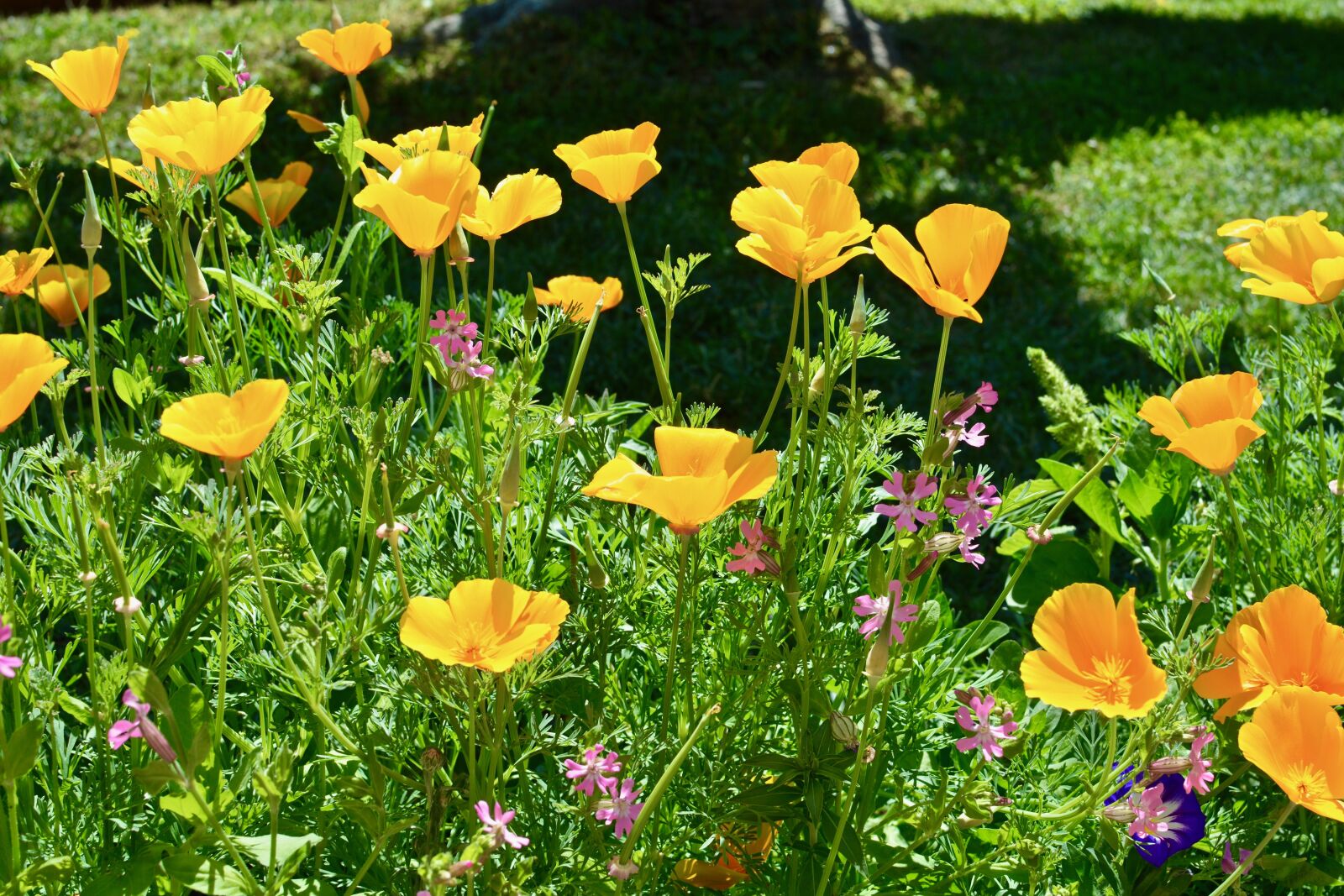 Nikon D7100 sample photo. Flowers, garden, spring photography