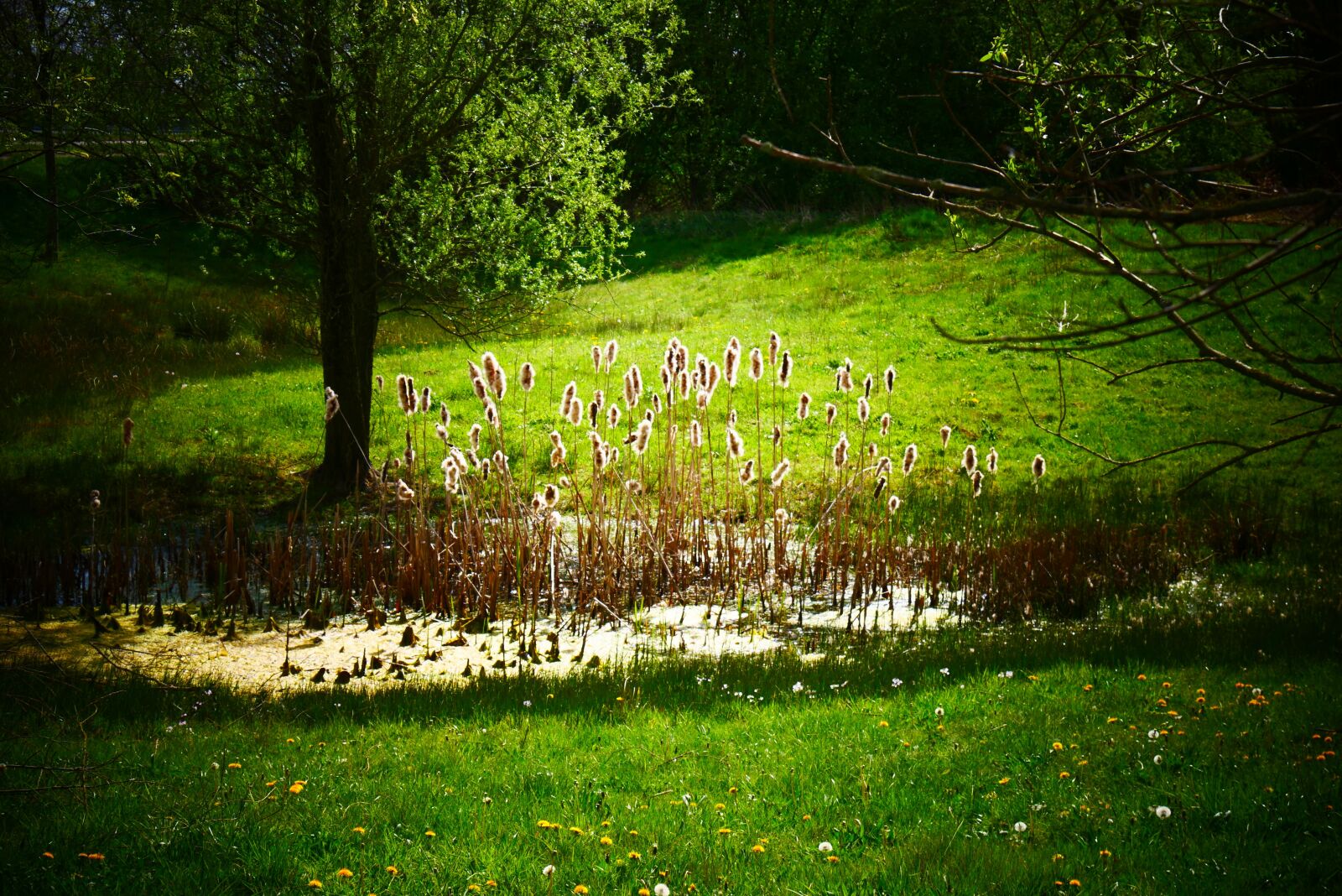 Panasonic Lumix DMC-G85 (Lumix DMC-G80) sample photo. Ven, water, swamp photography