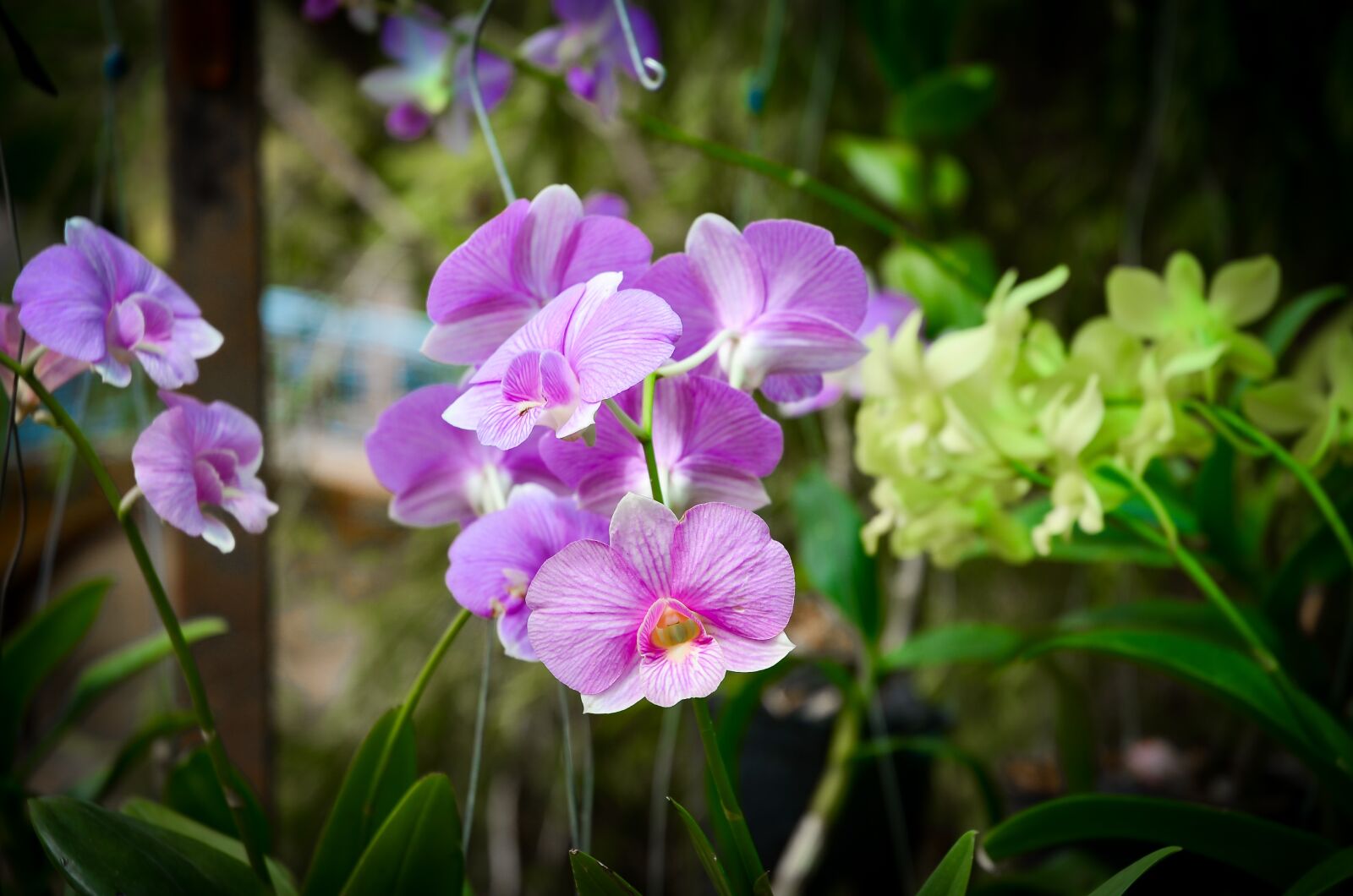 Nikon D5100 sample photo. Flower, beautiful flowers, orchids photography