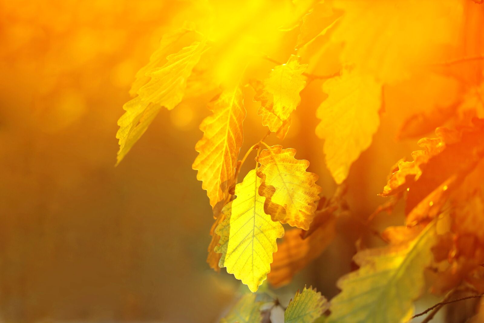 Canon EF 100mm F2.8L Macro IS USM sample photo. Oak, leaves, yellow photography