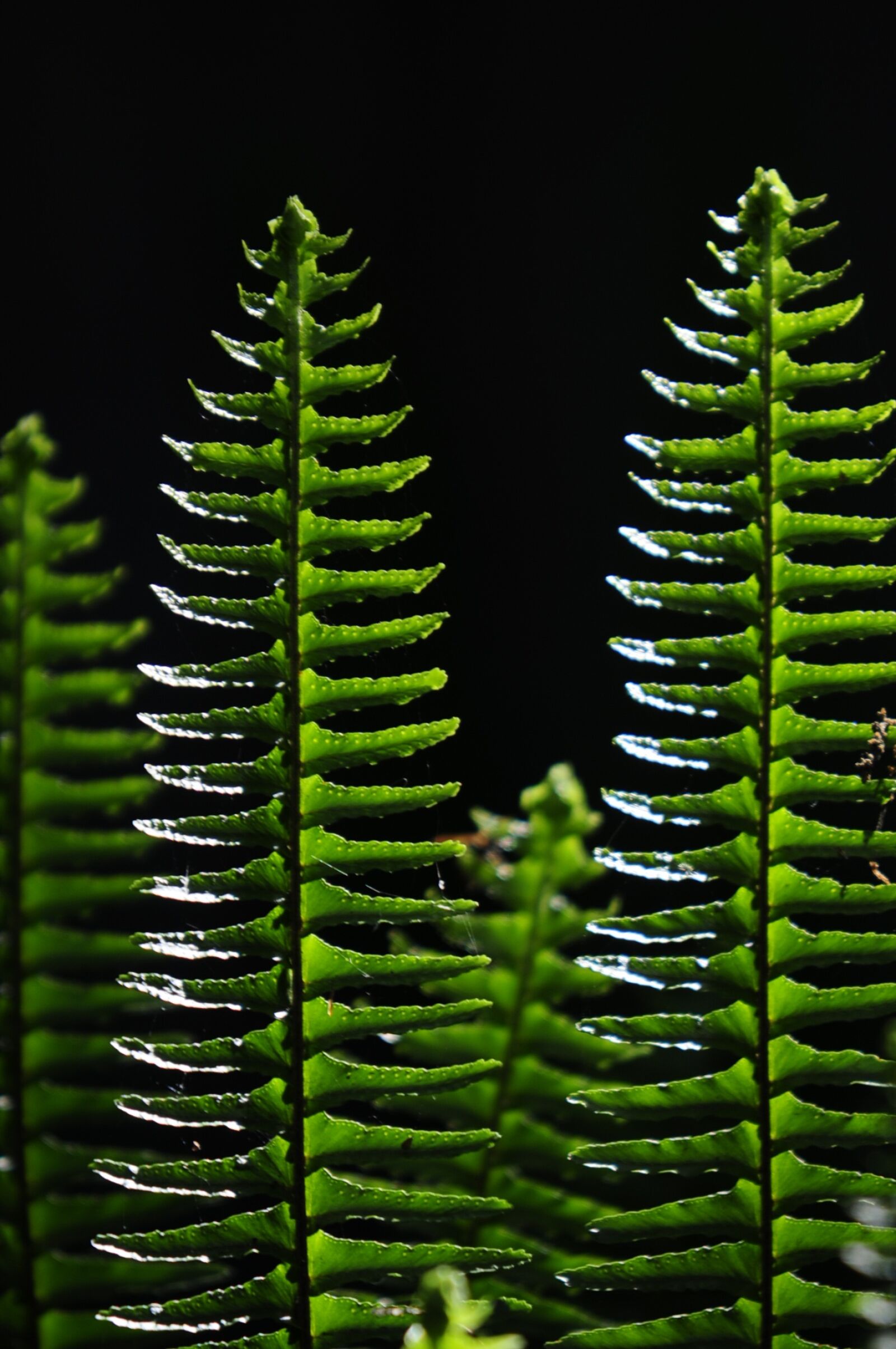 Nikon D300 sample photo. Ferns, green, vertical photography