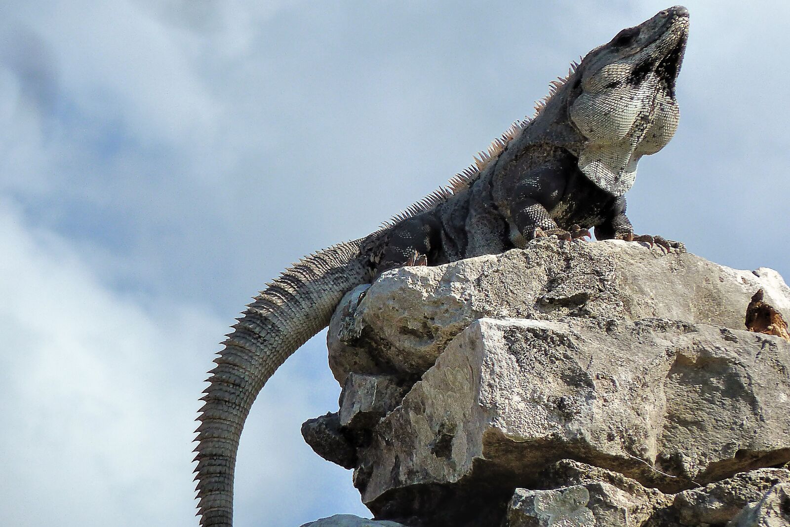Panasonic Lumix DMC-ZS7 (Lumix DMC-TZ10) sample photo. Central america, mexico, iguana photography