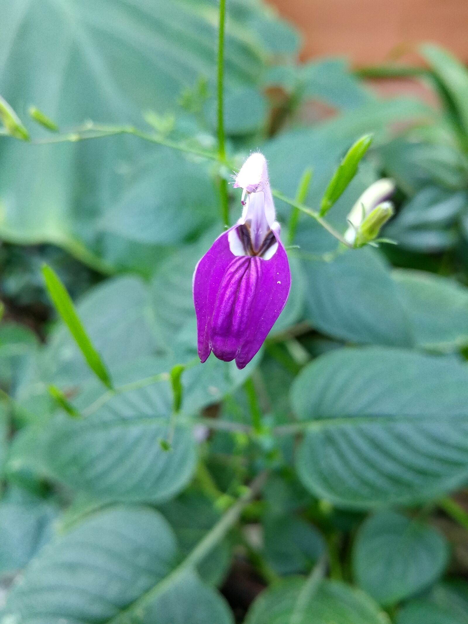 LG G5 sample photo. Nature, leaf, plants photography