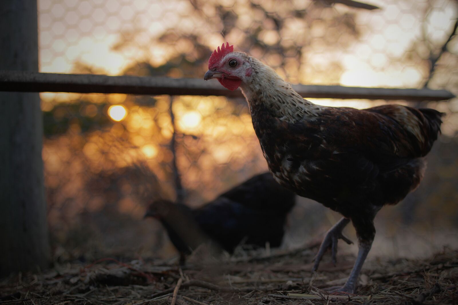 Canon EF 35mm F2 sample photo. Rooster, chicken, cage photography
