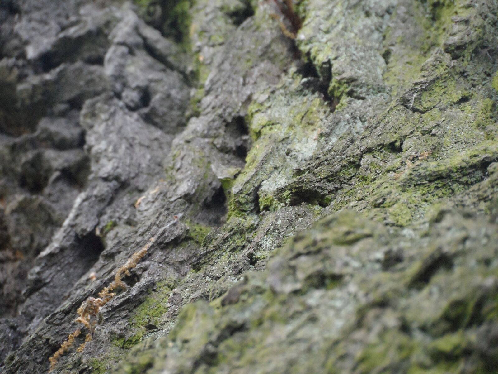 Samsung WB150 / WB150F / WB152 / WB152F / WB151 / WB151F / WB140 sample photo. The bark, tree, moss photography
