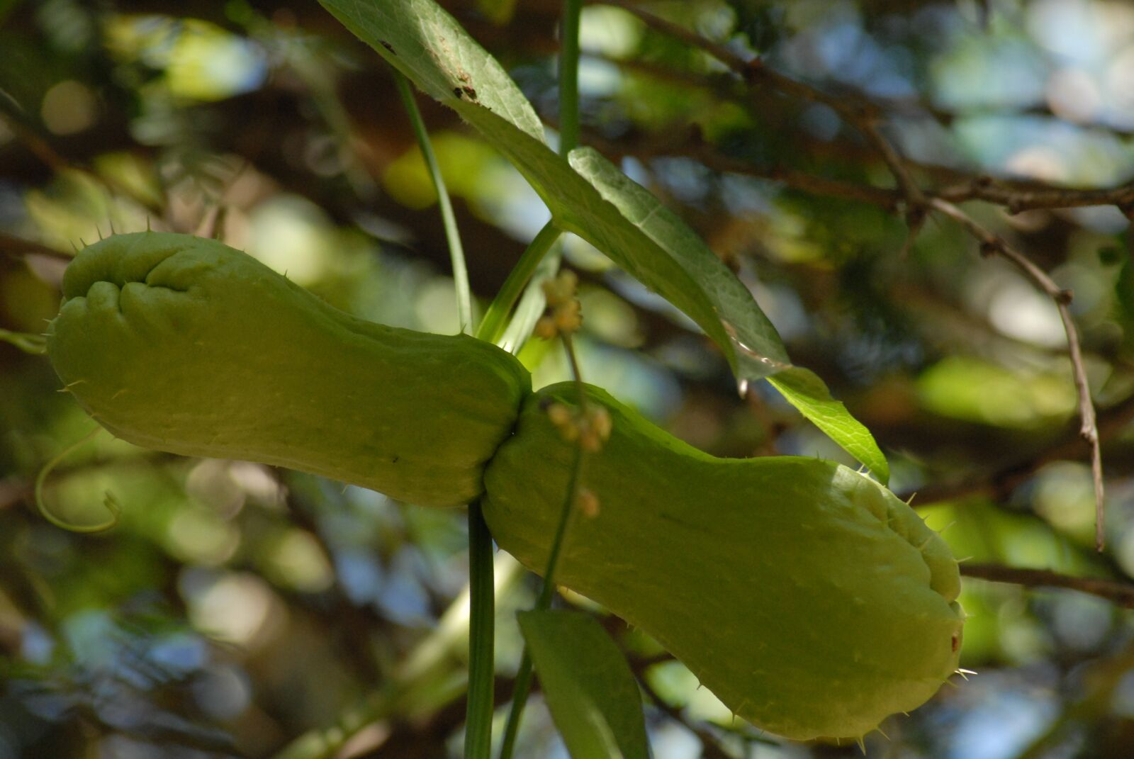 Nikon D200 sample photo. Squash, vegetable, plant photography