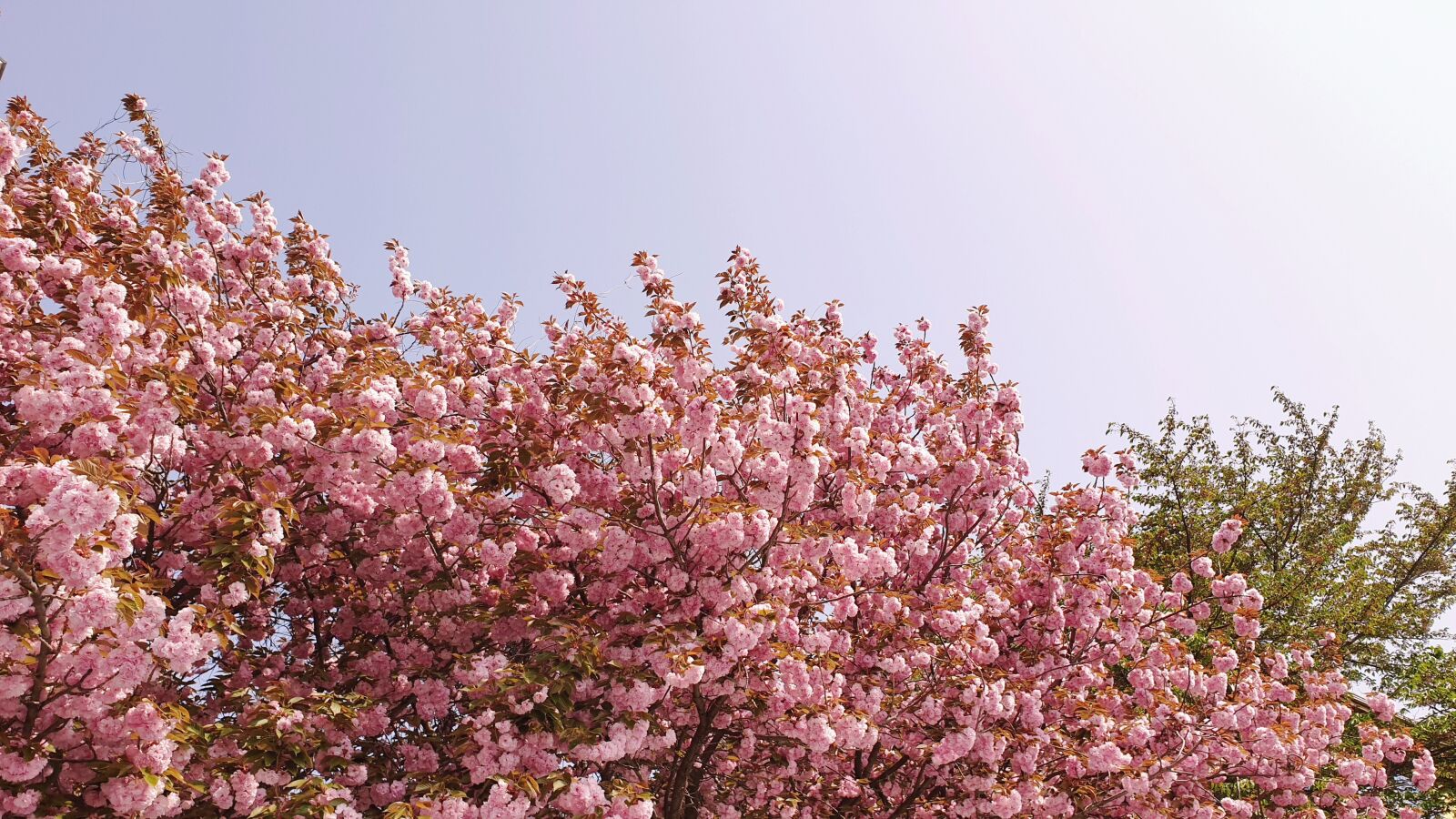 Samsung Galaxy Note9 sample photo. Flowers, cherry blossom, cherry photography