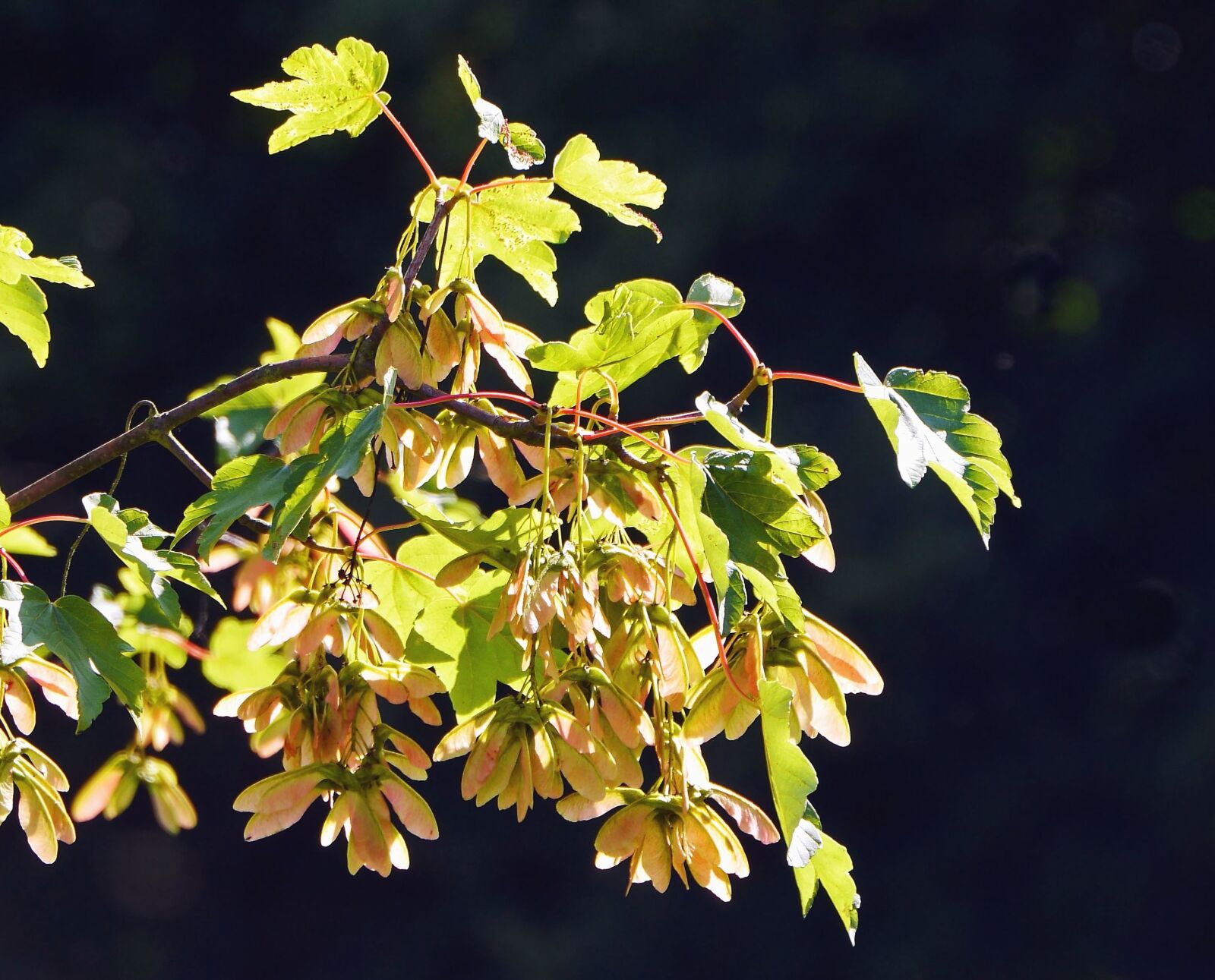 Panasonic Lumix DMC-GH3 sample photo. Leaf, branch, tree, plant photography