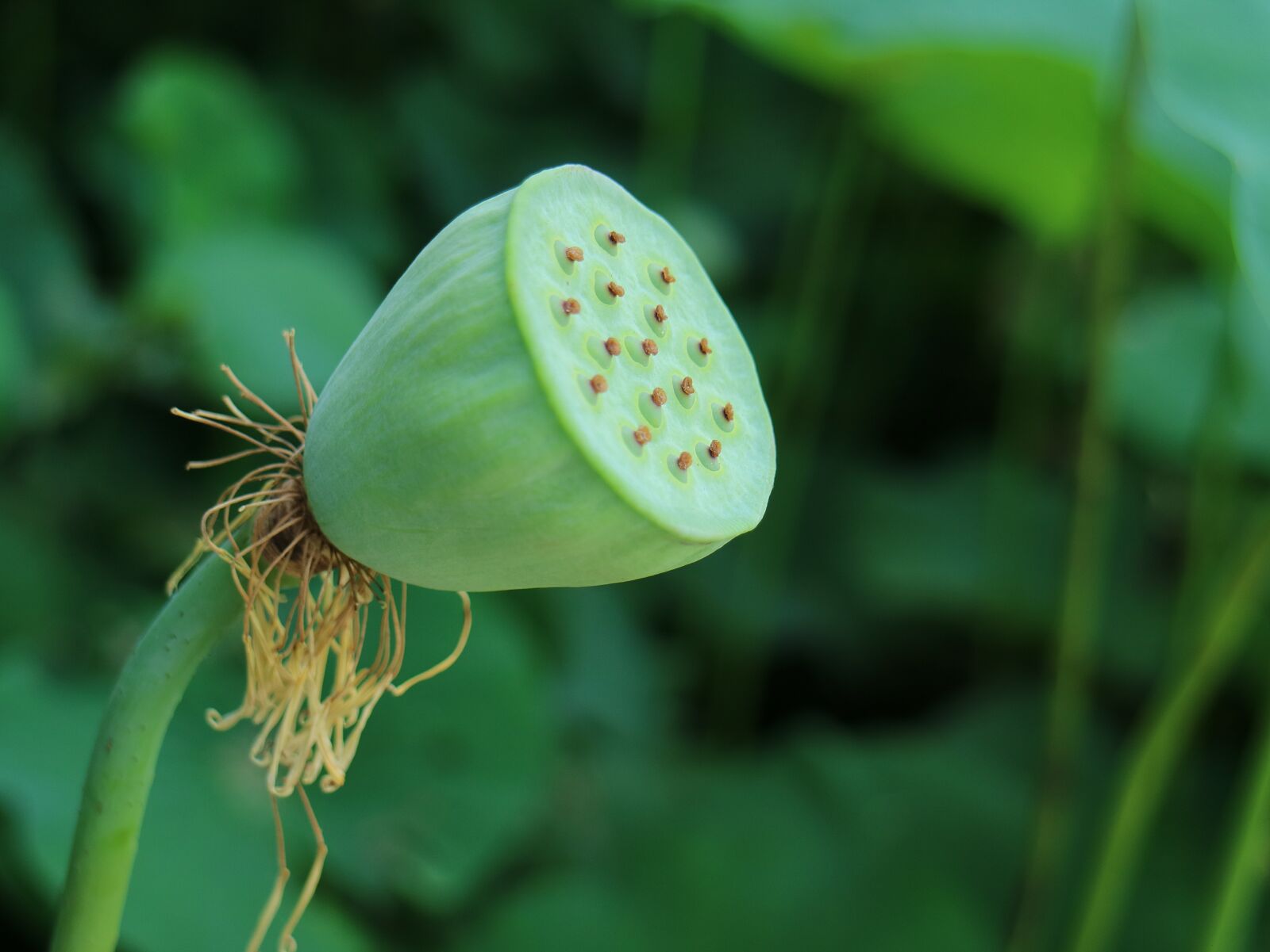 Canon EOS M3 sample photo. 蓮 peng, lotus seed, bloom photography