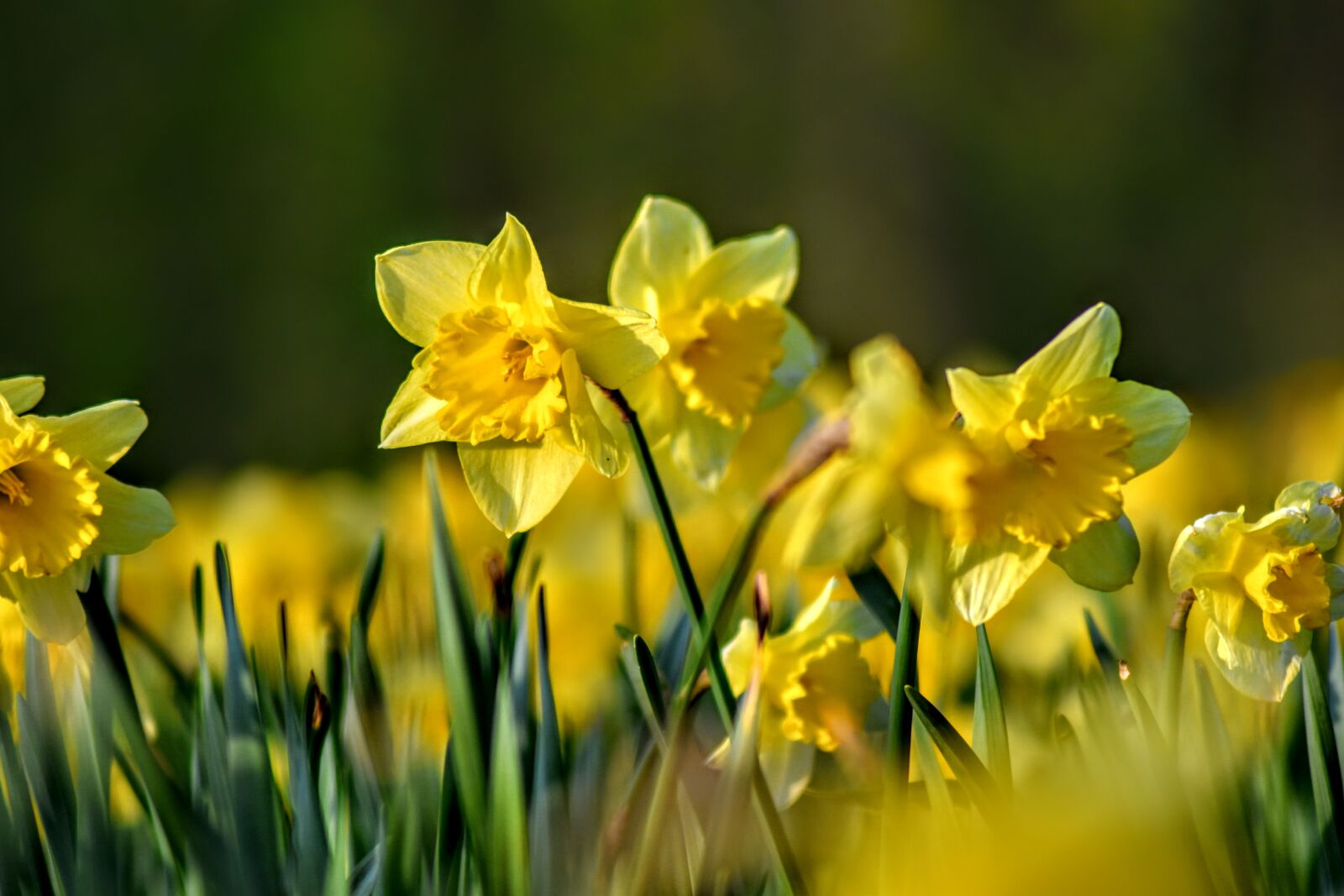Nikon D3500 sample photo. Daffodils, flowers, yellow photography
