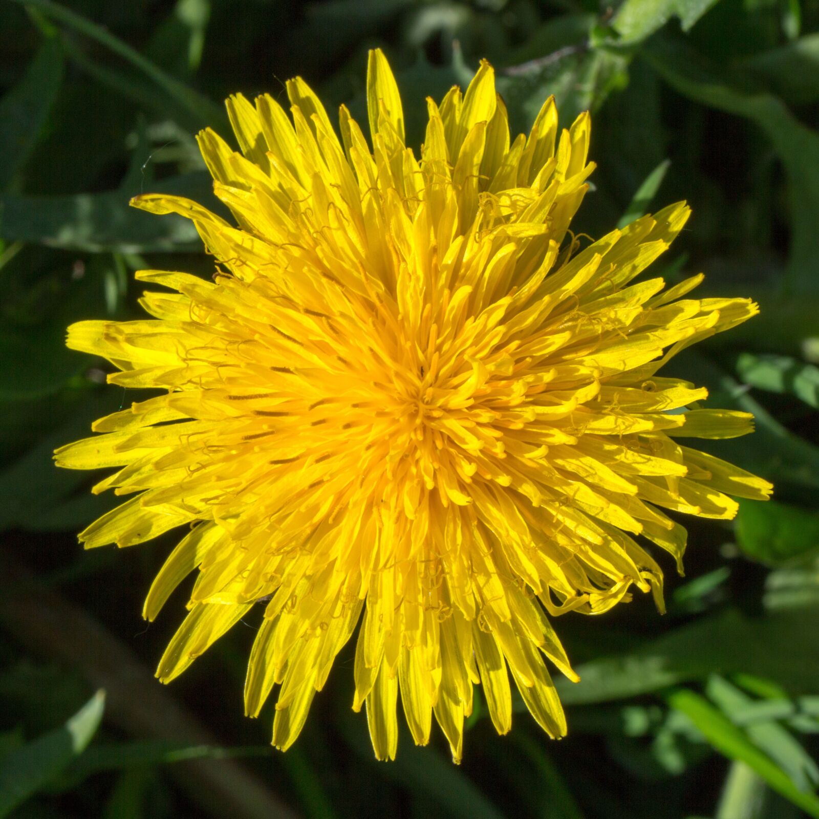 Canon EOS 60D sample photo. Blossom, bloom, spring photography