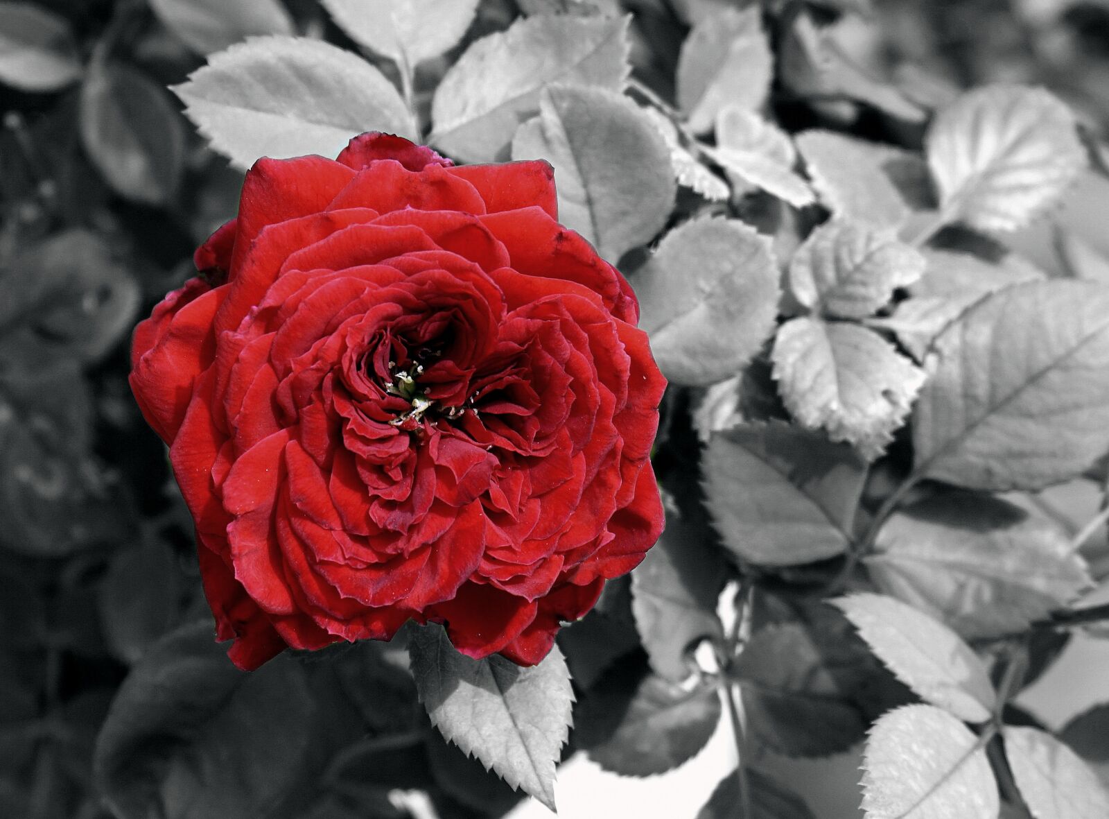 Sony a6000 sample photo. Flower, rosa, pink petals photography