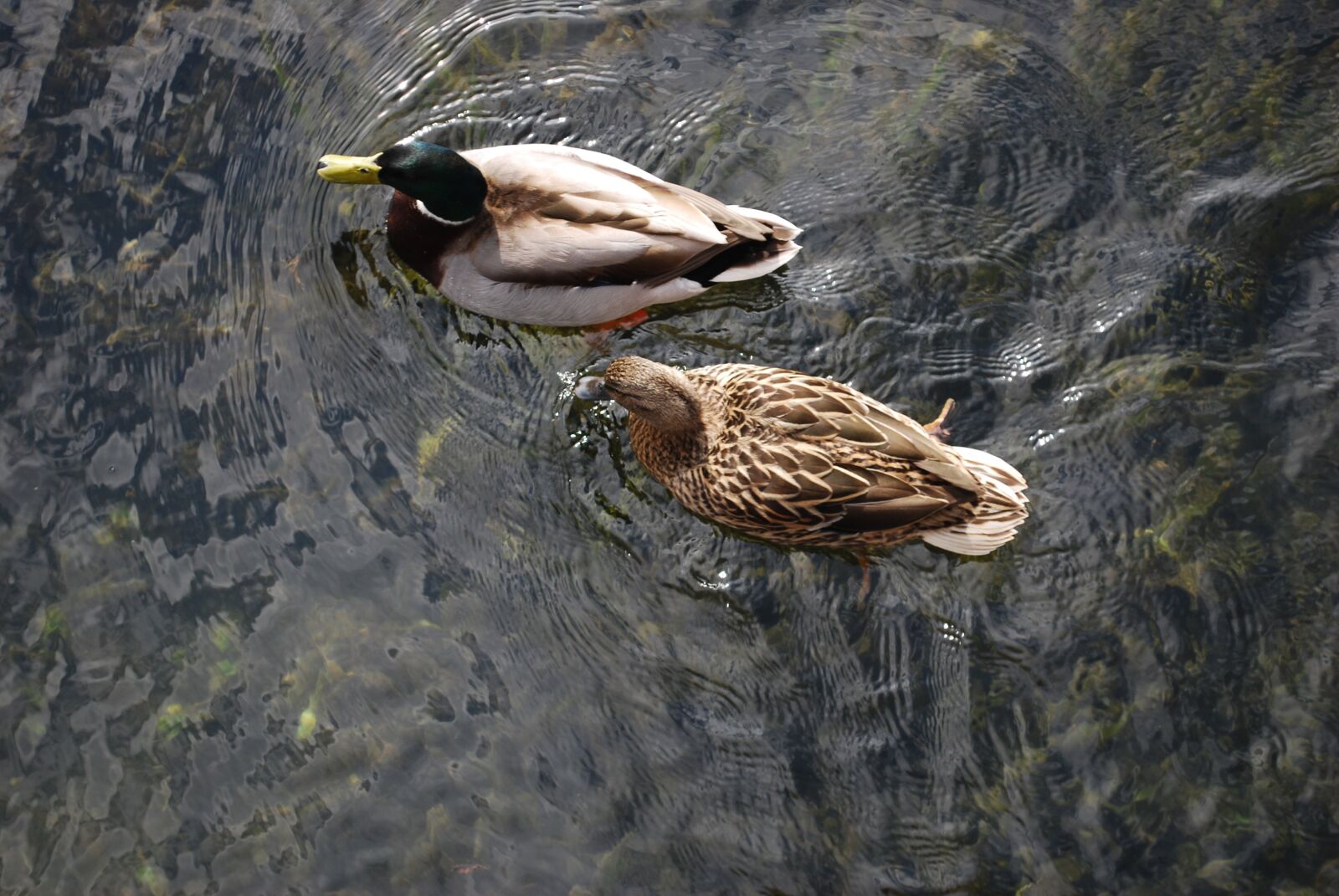 Nikon D60 sample photo. Duck, drake, mallard photography