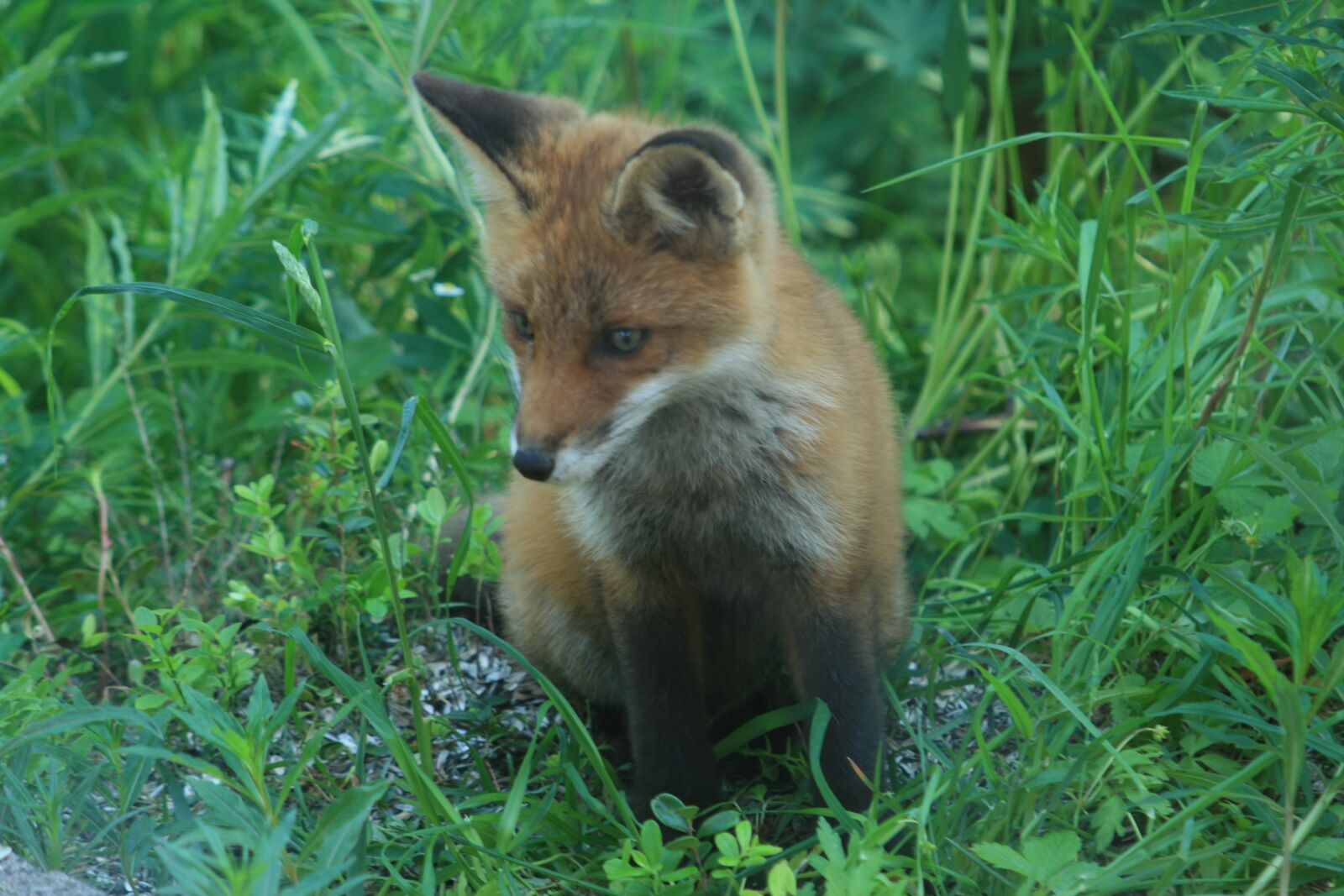 Canon EOS 400D (EOS Digital Rebel XTi / EOS Kiss Digital X) sample photo. Red fox, young animal photography