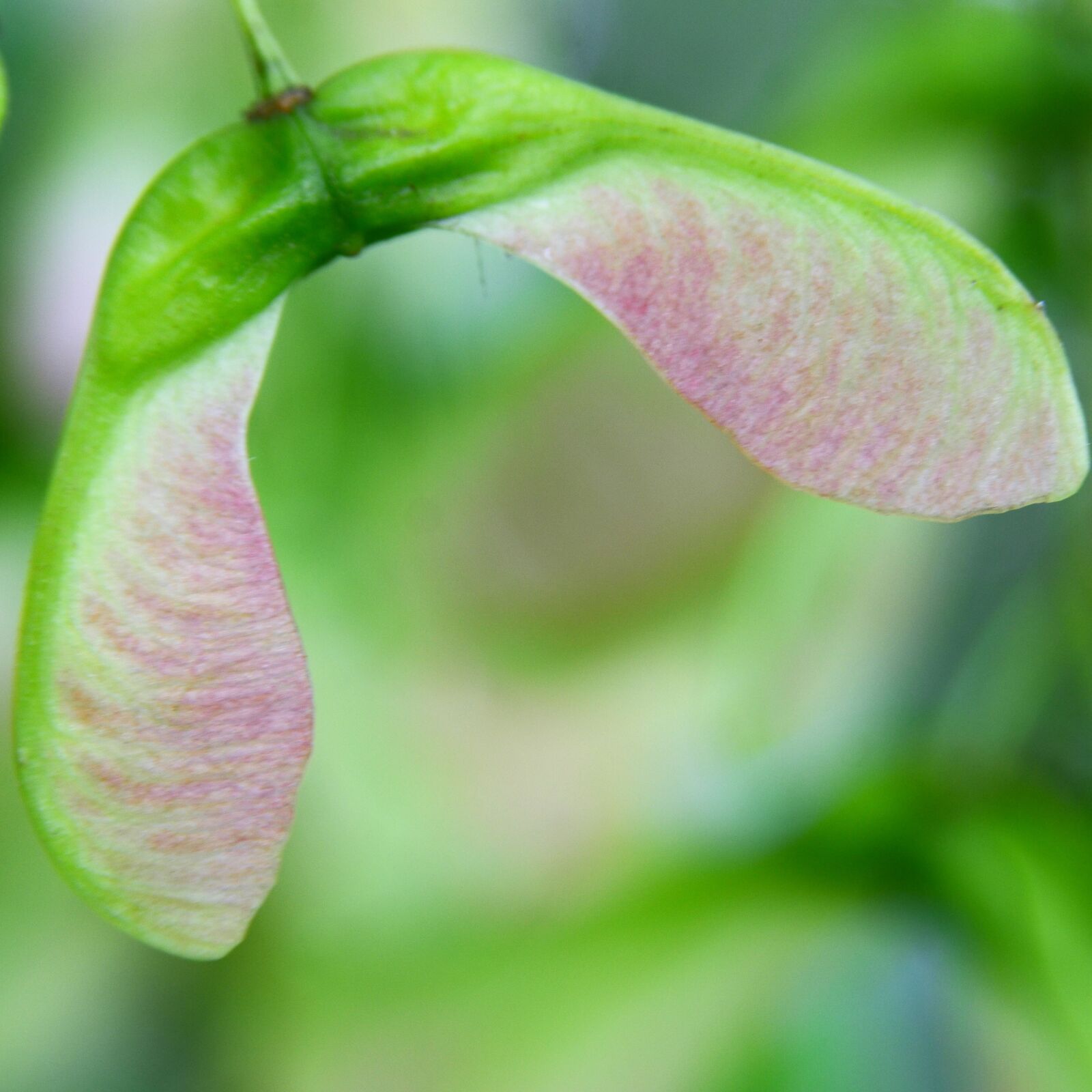 Nikon D7000 sample photo. Maple, seeds, maple fruit photography