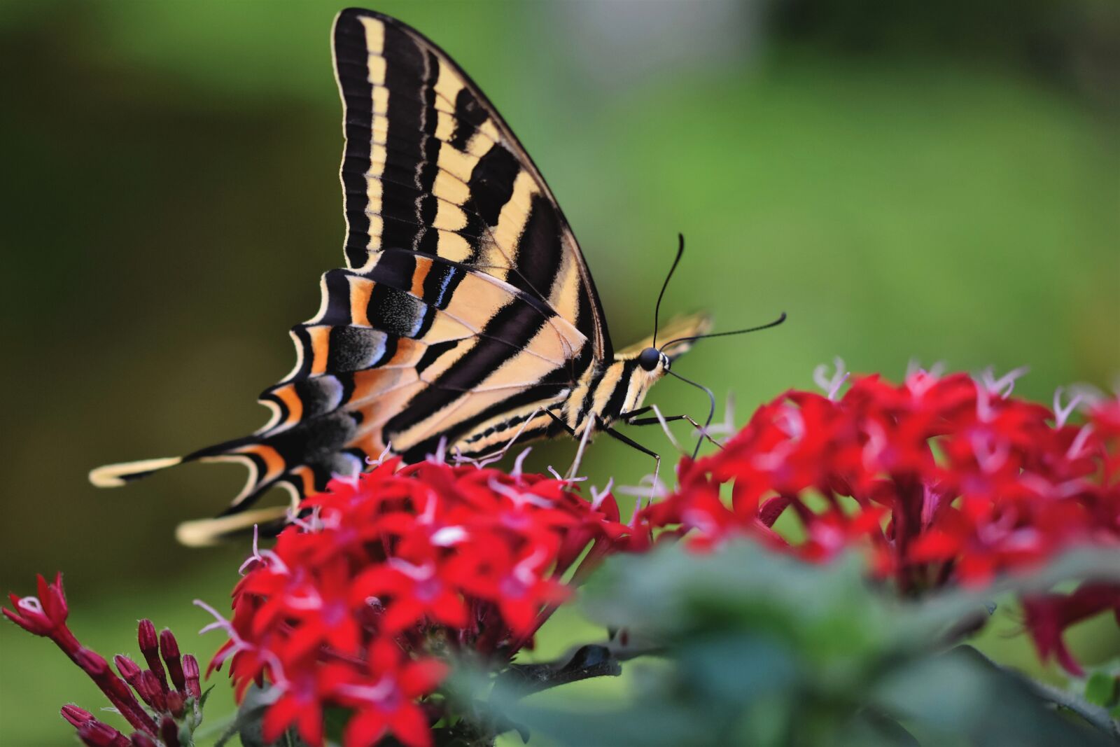 Nikon D7200 sample photo. Schwalbenschw nzchen, butterfly, tropical photography
