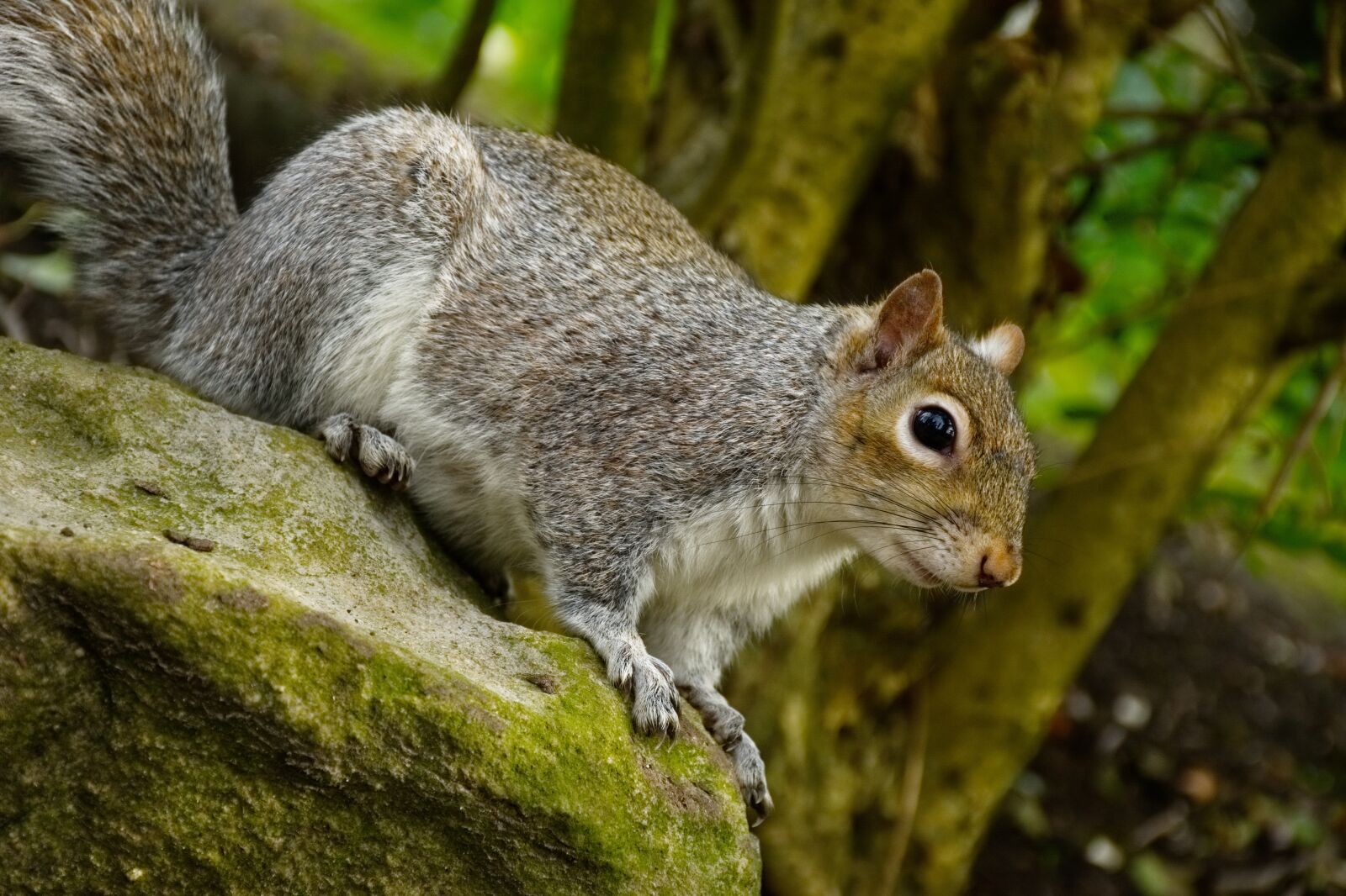Nikon D7100 sample photo. Squirrel, wildlife, animal photography