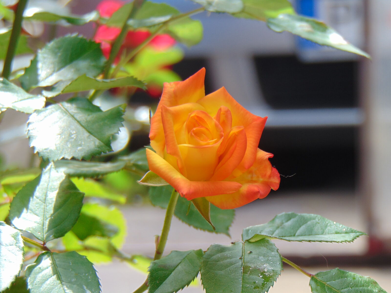 Sony Cyber-shot DSC-H300 sample photo. Orange rose photography