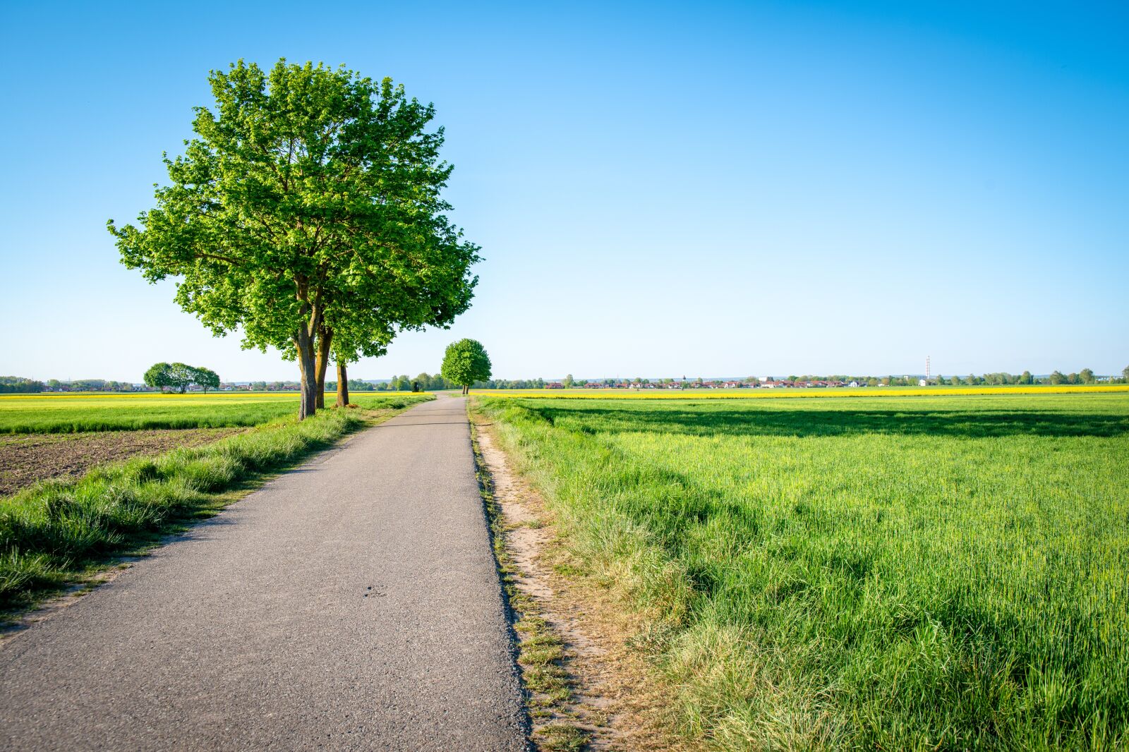 Nikon D750 sample photo. Landscape, tree, nature photography