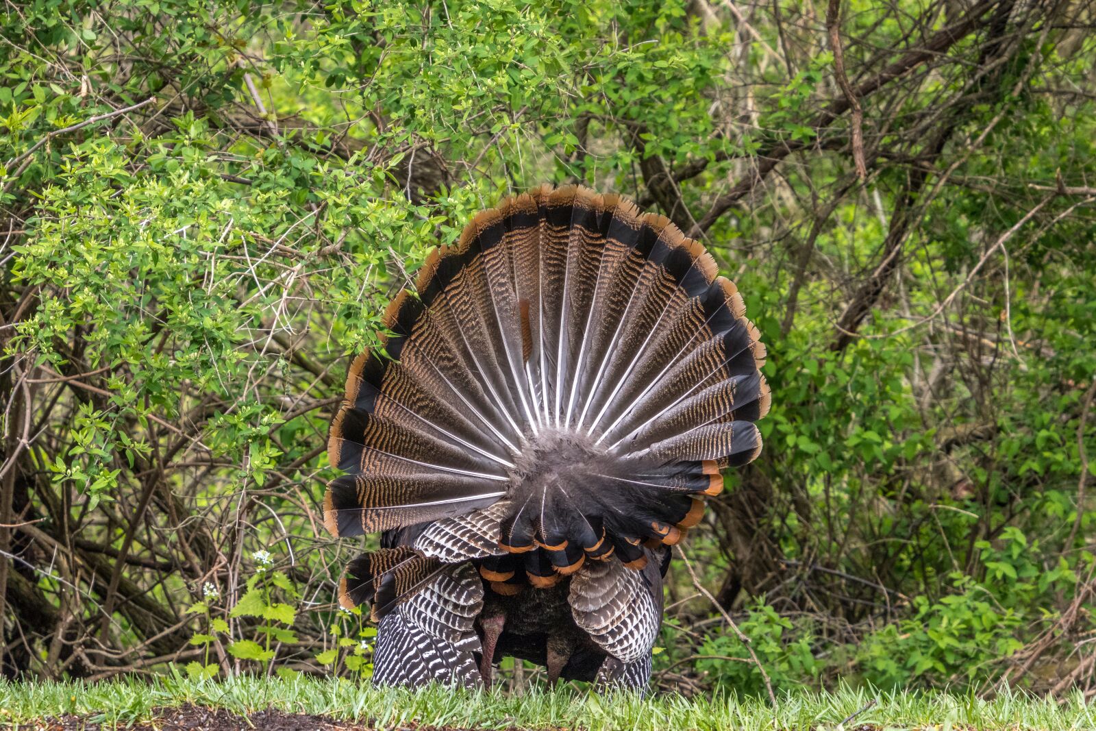 Canon EOS 7D Mark II sample photo. Turkey, tom, bird photography