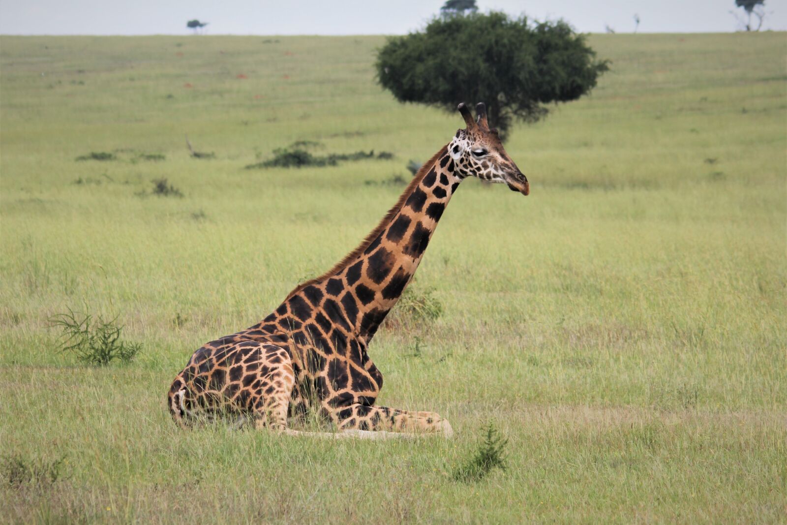 Canon EOS 60D sample photo. Giraffe, laying, down photography