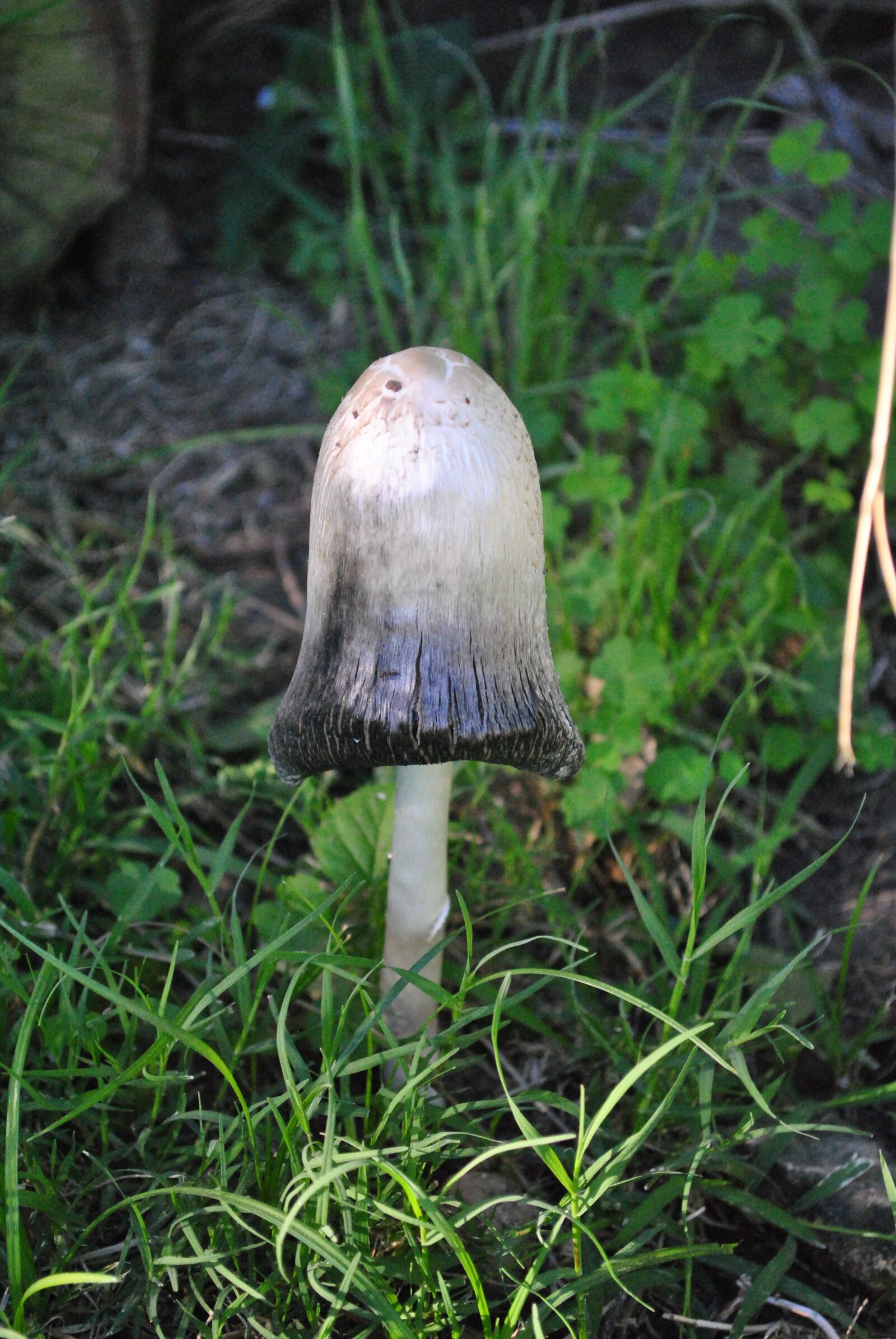 Nikon D3000 sample photo. Fungus, forest, mushrooms photography