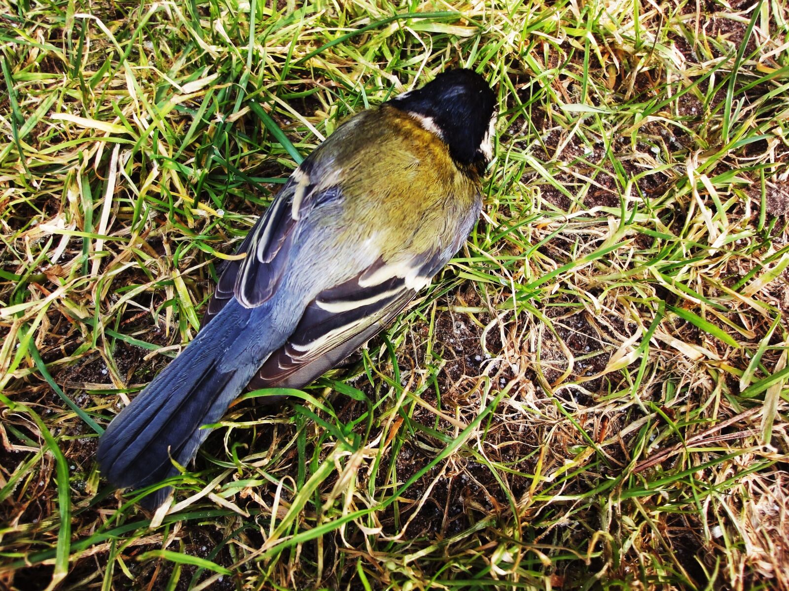 Sony Cyber-shot DSC-WX1 sample photo. Bird, grass, titmouse photography