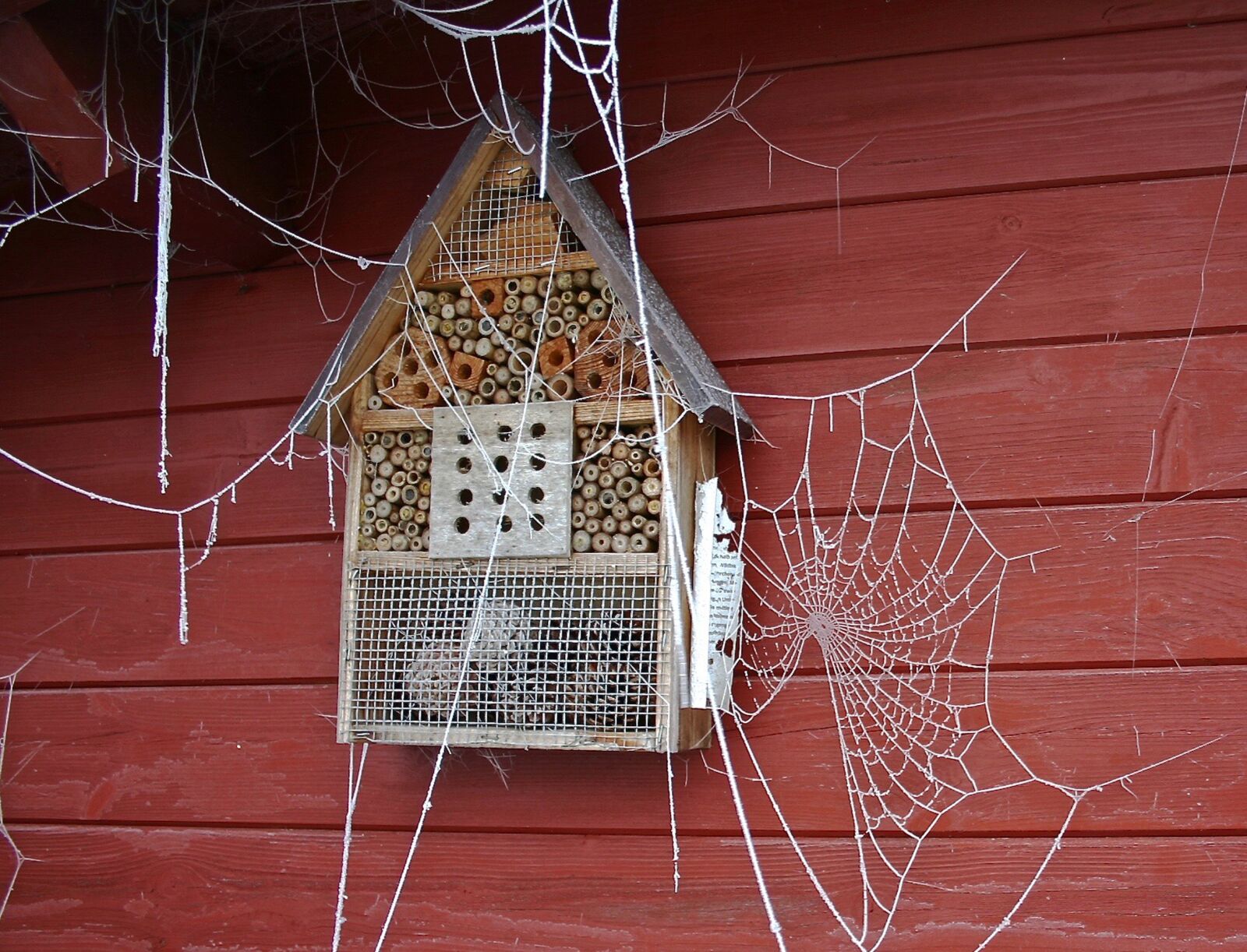 Canon EOS 300D (EOS Digital Rebel / EOS Kiss Digital) sample photo. Spider webs, winter, frozen photography