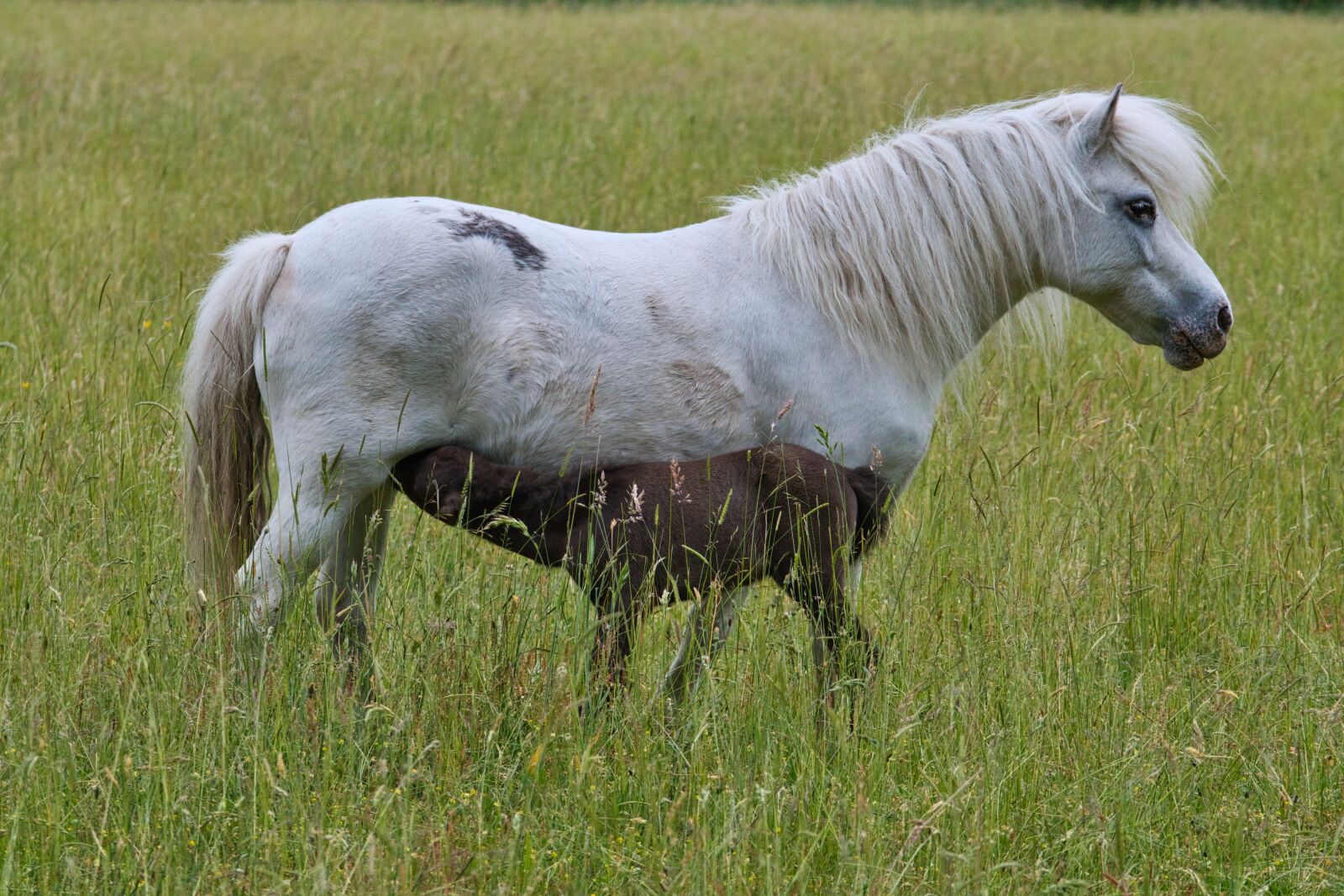 Sony FE 70-200mm F4 G OSS sample photo. Mare, pony, foal photography