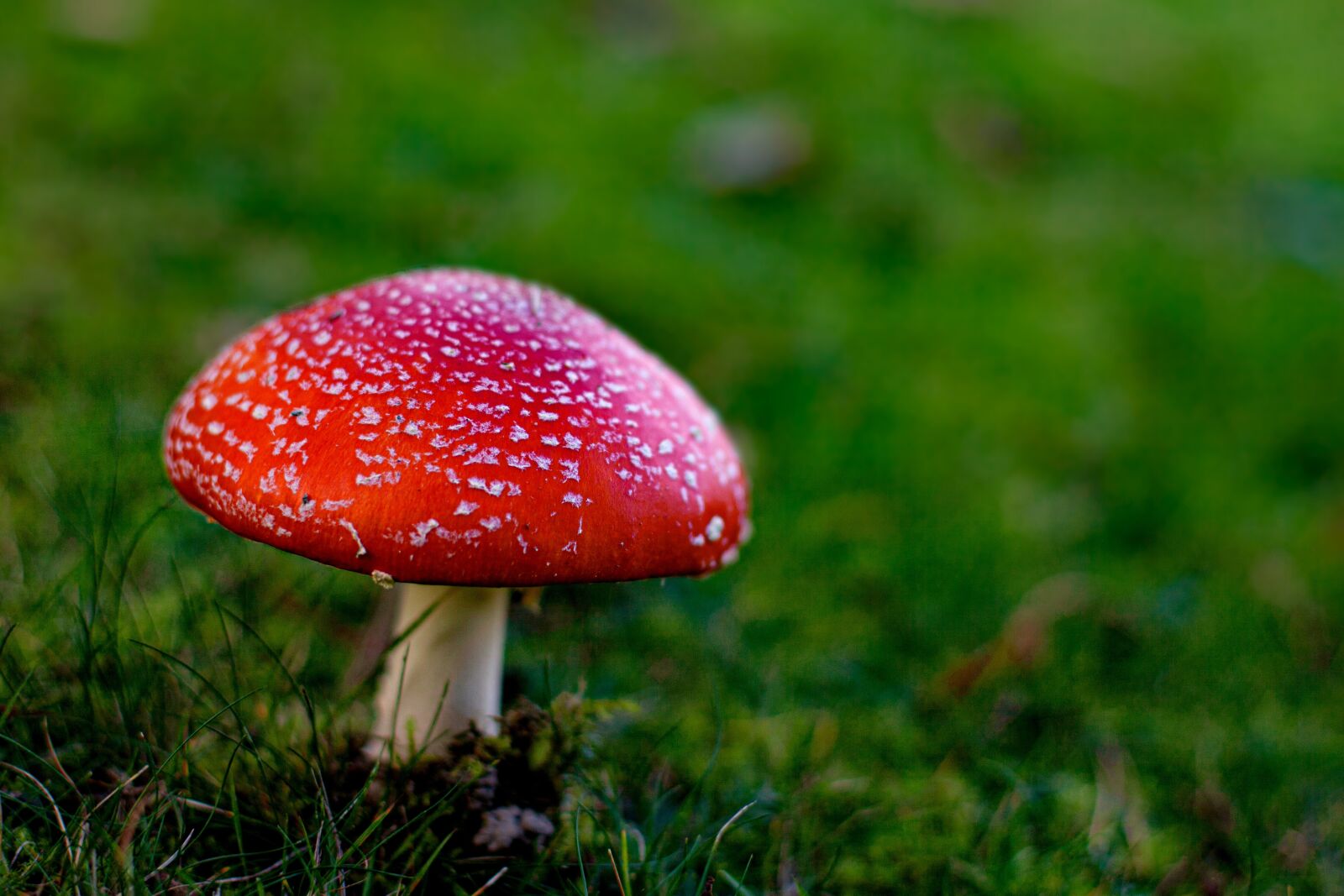 Canon EOS 5D Mark II sample photo. Fly agaric, mushroom, meadow photography