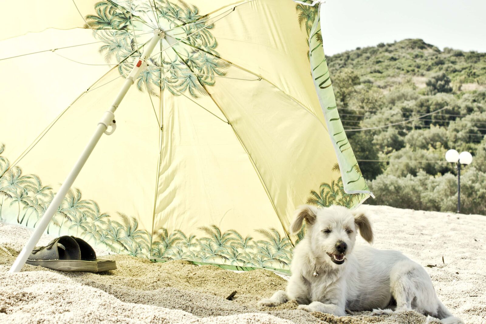 Canon EF-S 18-55mm F3.5-5.6 IS sample photo. Puppy, dog, summer, hot photography
