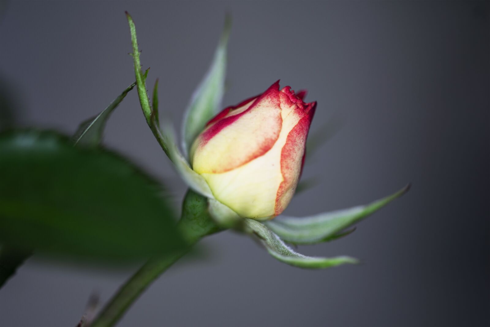 Nikon D5300 sample photo. Rose, flower, romantic photography