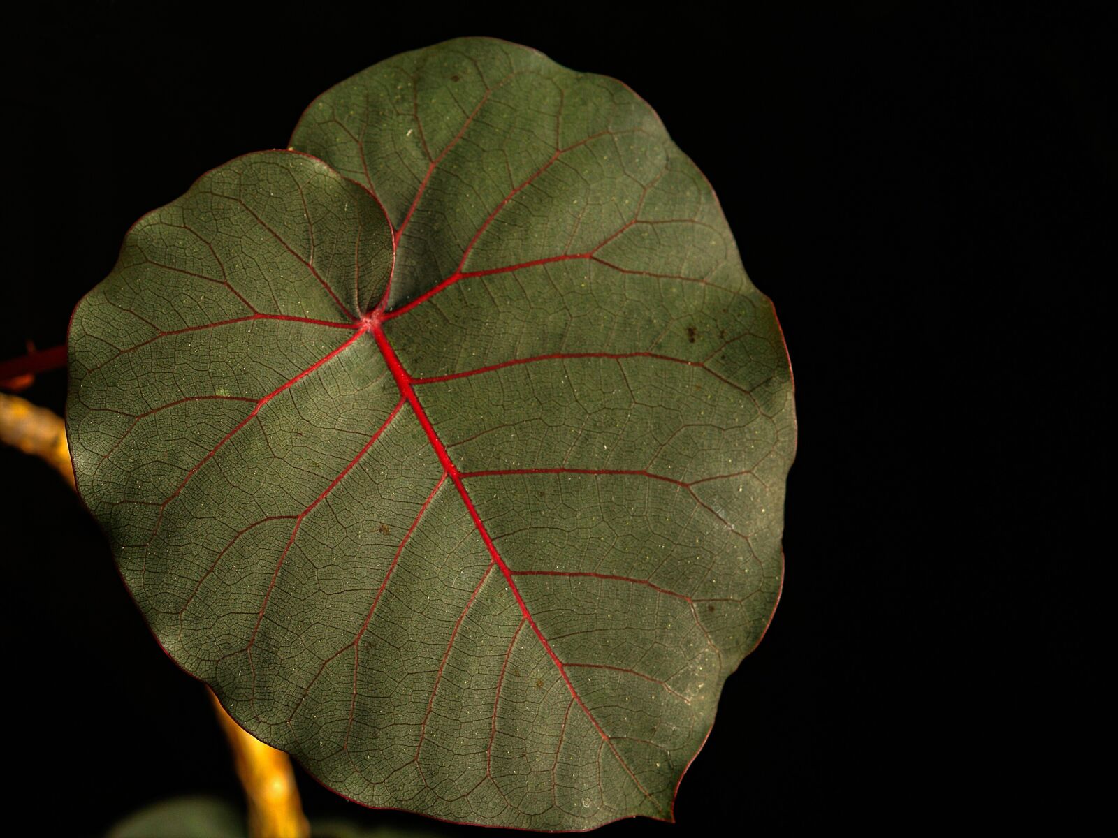 Olympus E-500 (EVOLT E-500) sample photo. Sheet, sukulent, ficus photography