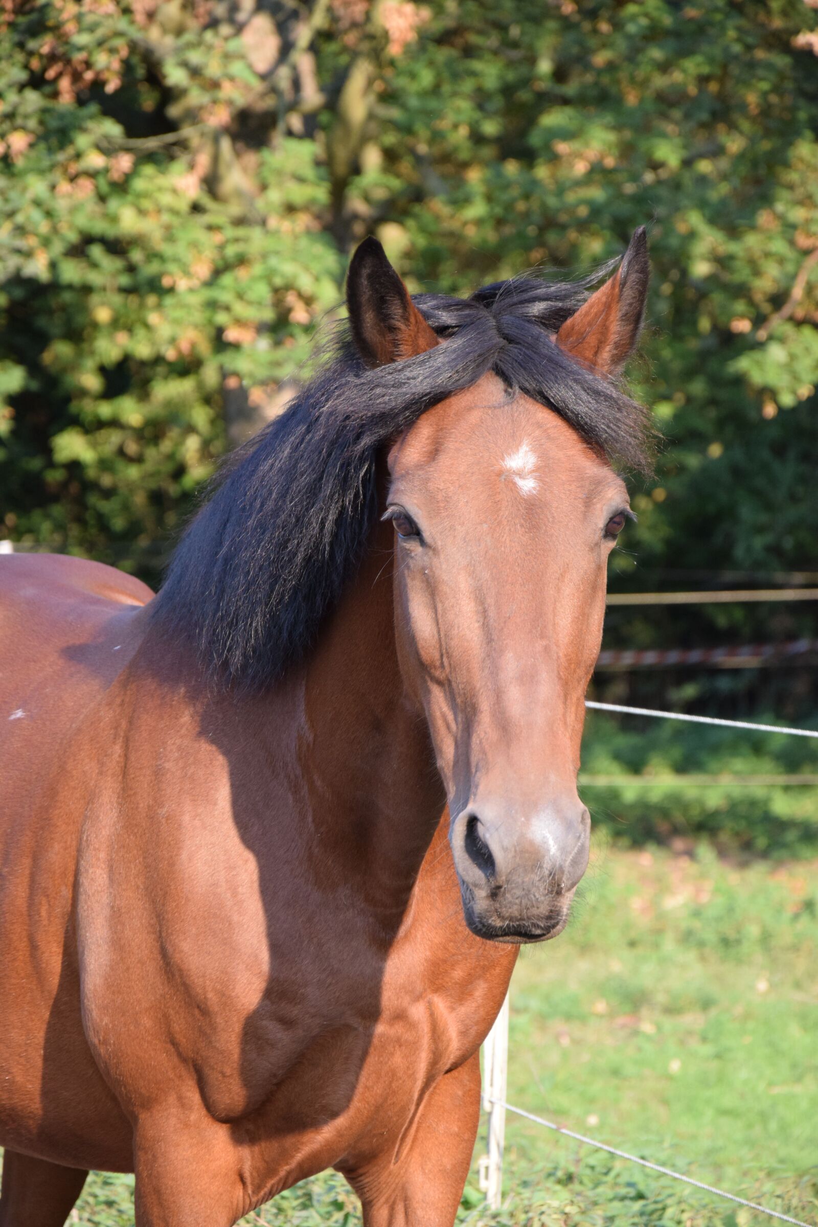 Nikon D3300 sample photo. Horse, brown, summer photography