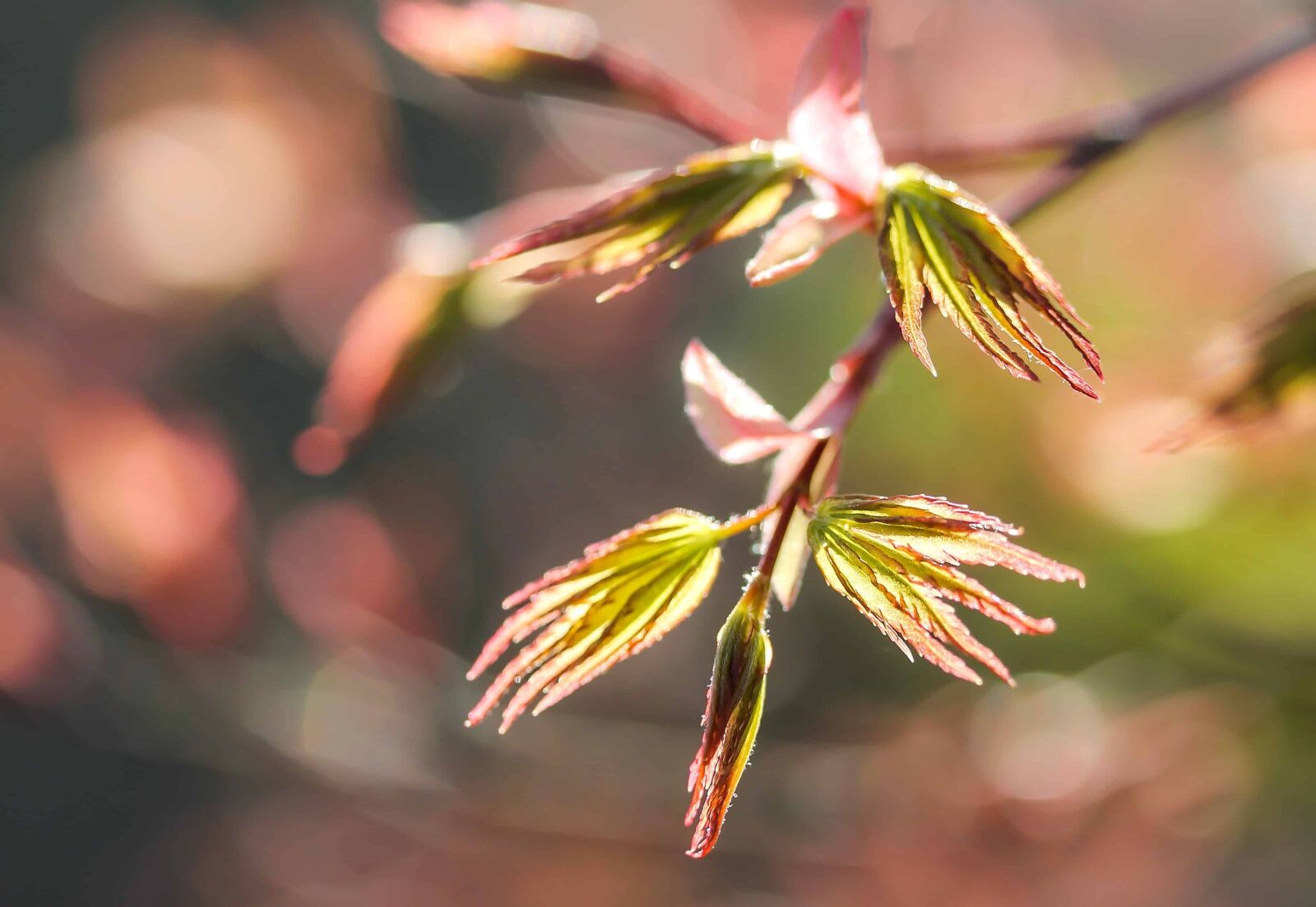 Canon EOS 1100D (EOS Rebel T3 / EOS Kiss X50) sample photo. Leaf, nature, tree, wood photography