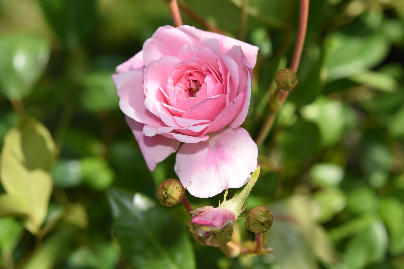 Nikon D5600 sample photo. Flower, pink, rosebush photography
