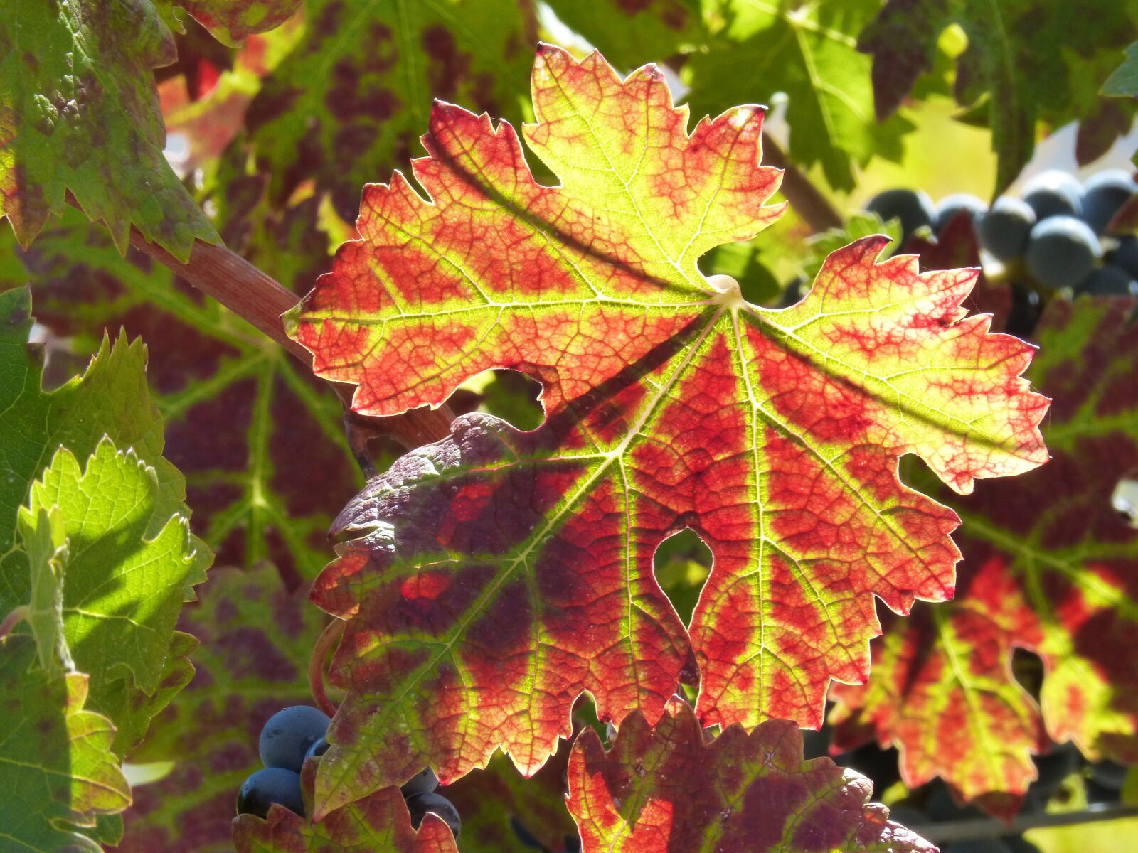 Panasonic DMC-FZ62 sample photo. Leaf, vine leaf, red photography