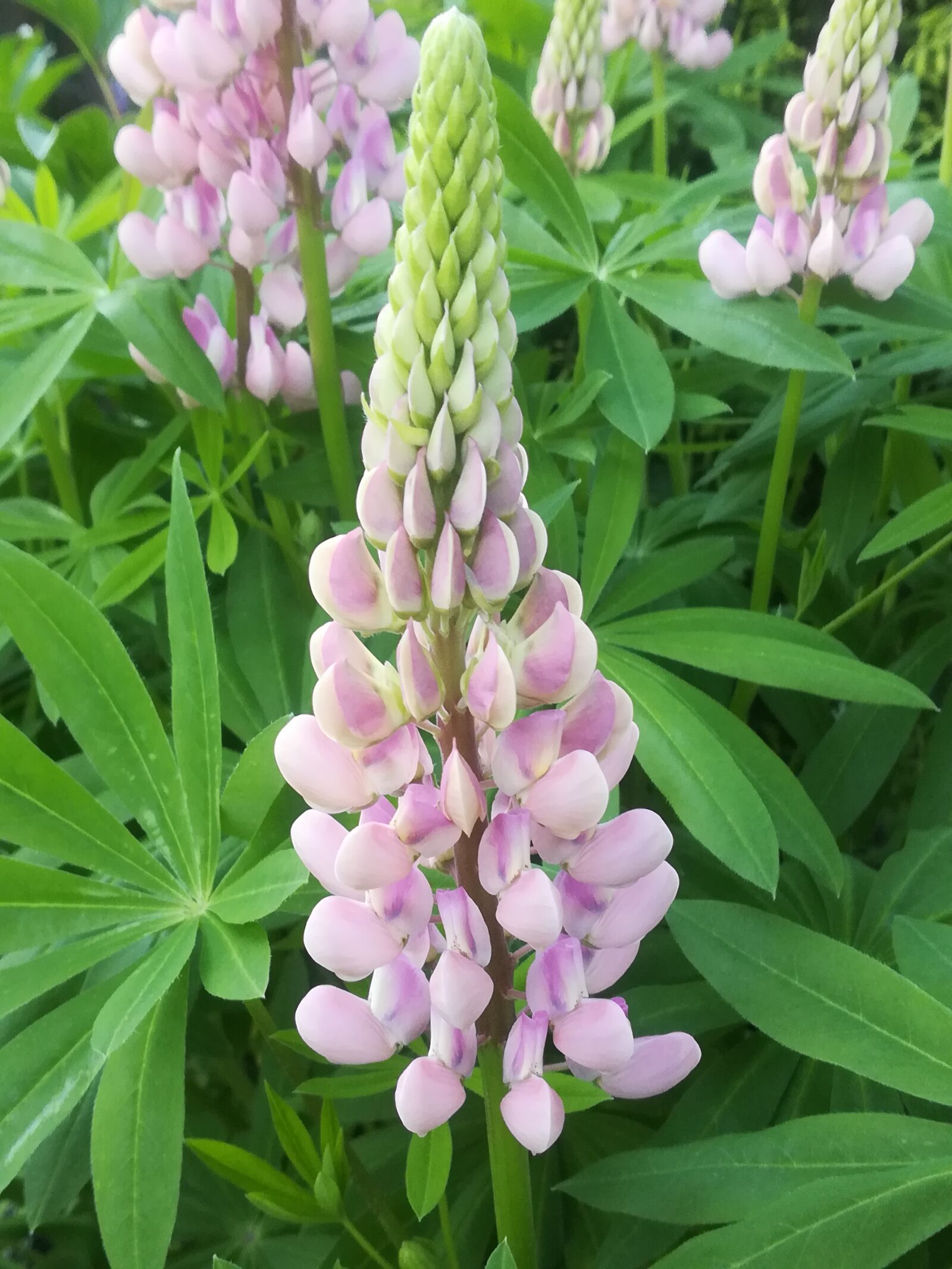 HUAWEI P10 lite sample photo. Garden, lupine photography