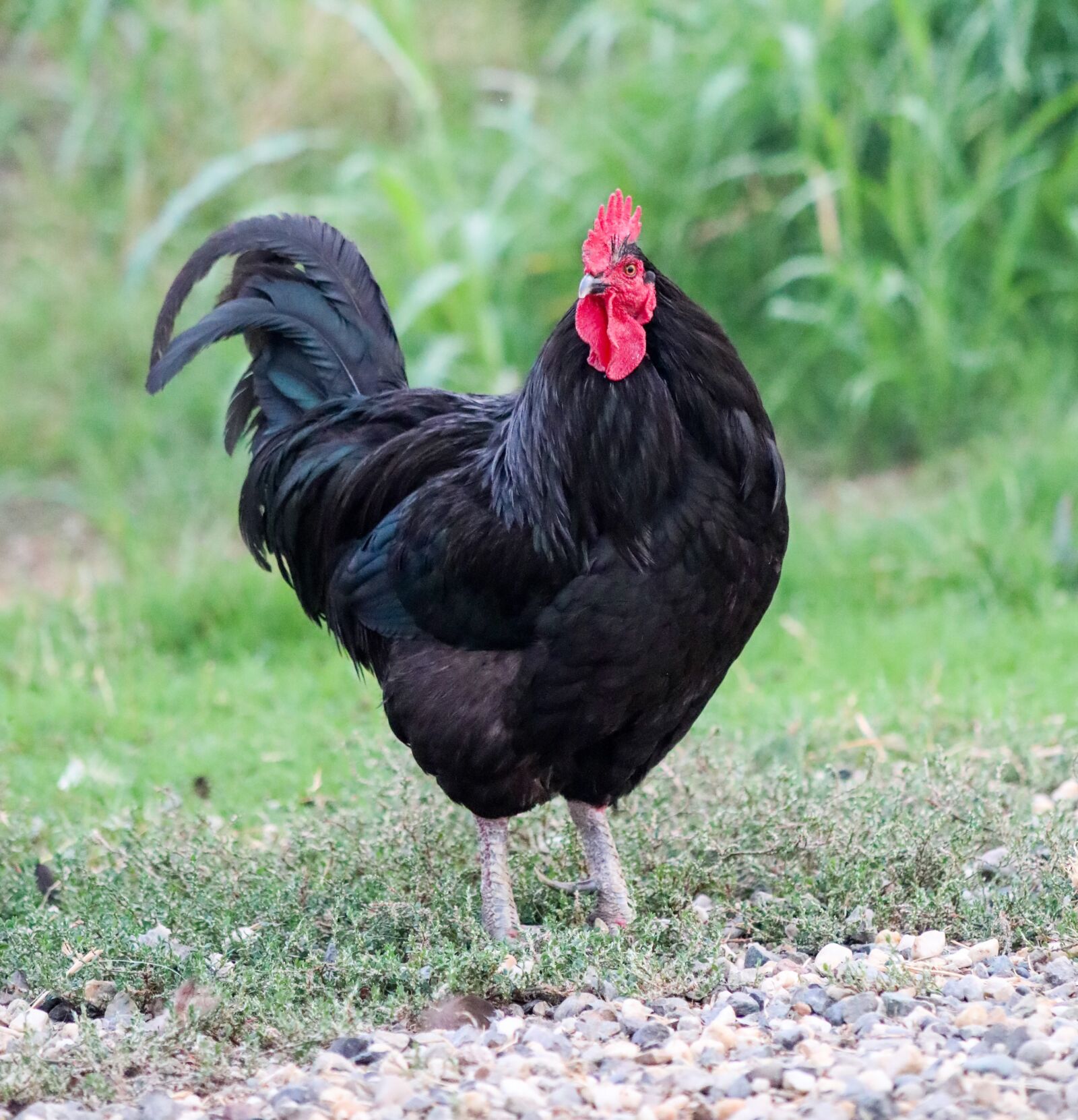 Canon EOS 5D Mark IV sample photo. Rooster, farm, black rooster photography