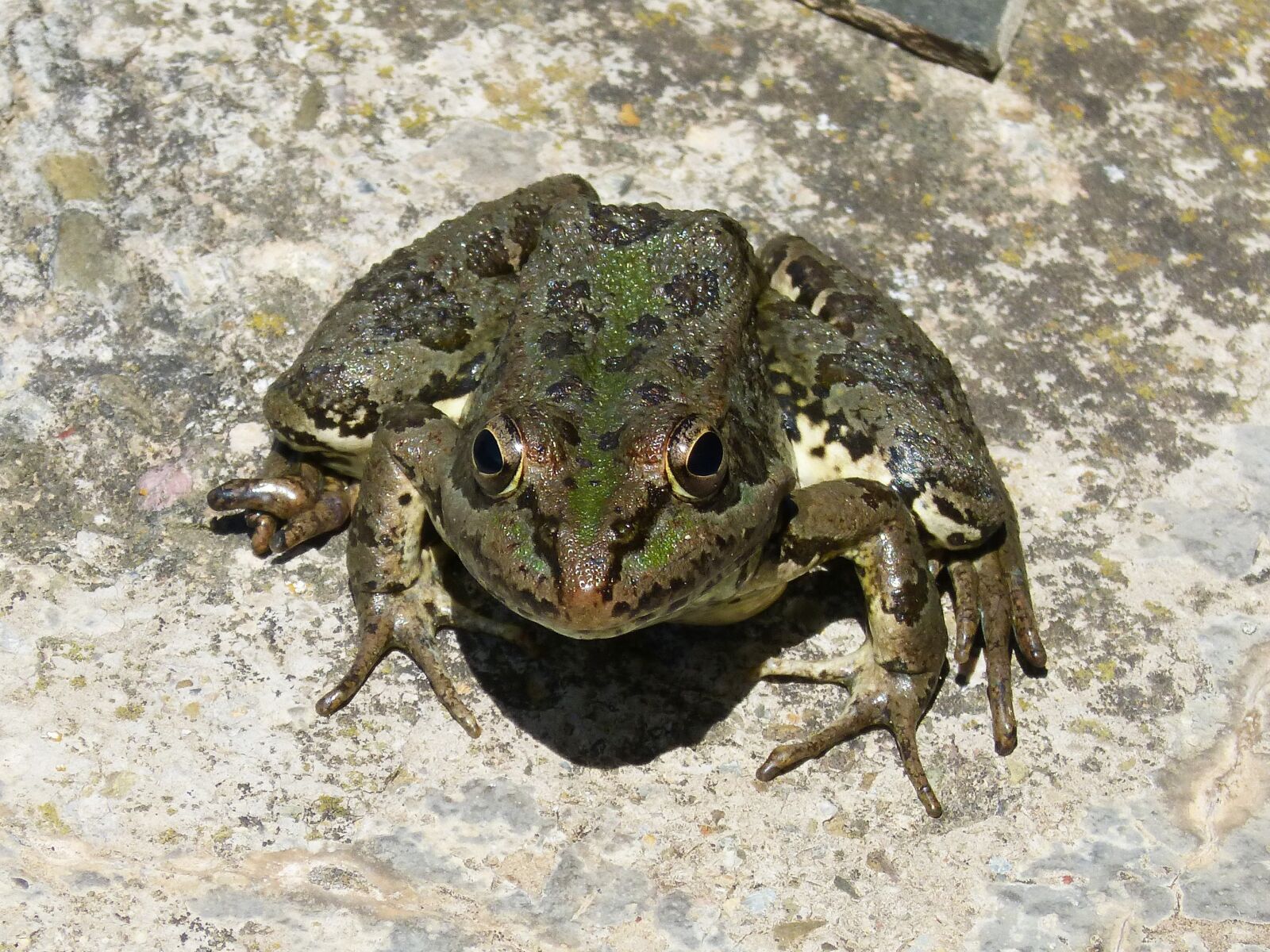 Panasonic DMC-FZ62 sample photo. Frog, batrachian, raft photography