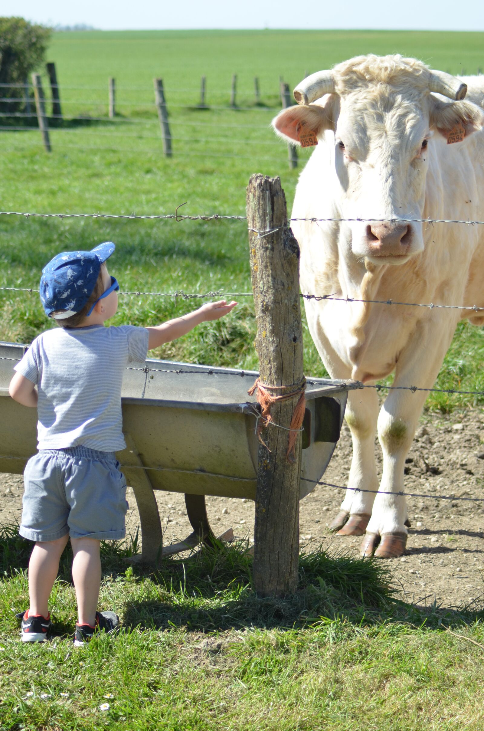 Nikon D5100 sample photo. Child, cow, agriculture photography