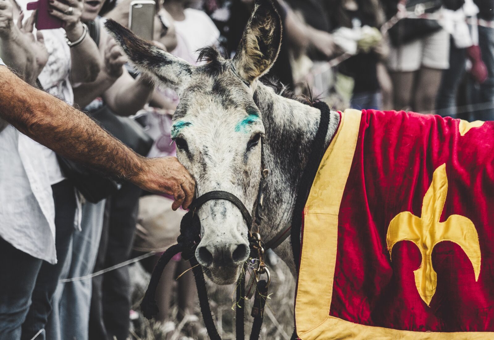 Canon EOS 1300D (EOS Rebel T6 / EOS Kiss X80) sample photo. Donkey, donkeys, animal photography