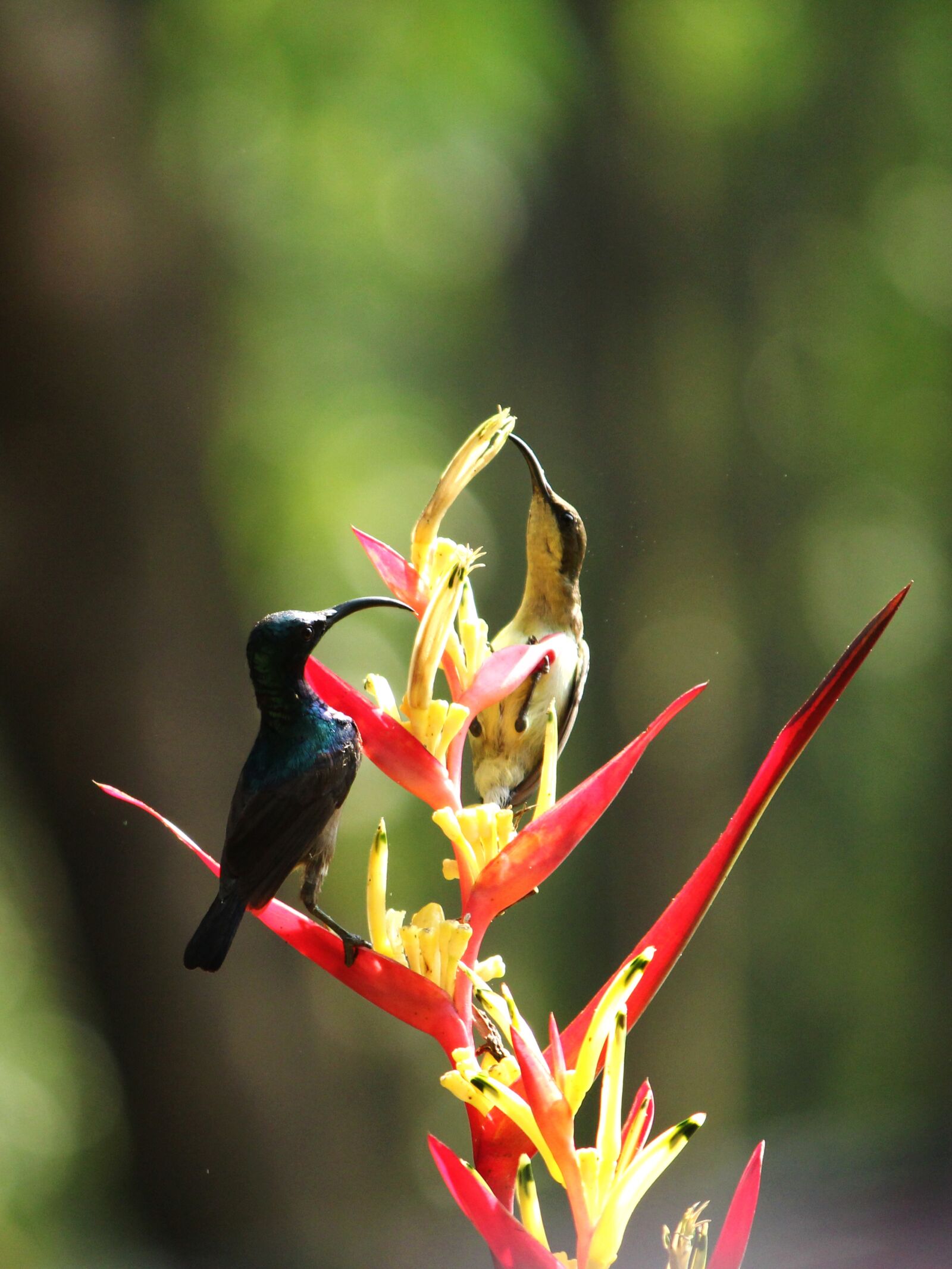 Canon EOS 1300D (EOS Rebel T6 / EOS Kiss X80) sample photo. Sunbird, loten's sunbird, bird photography