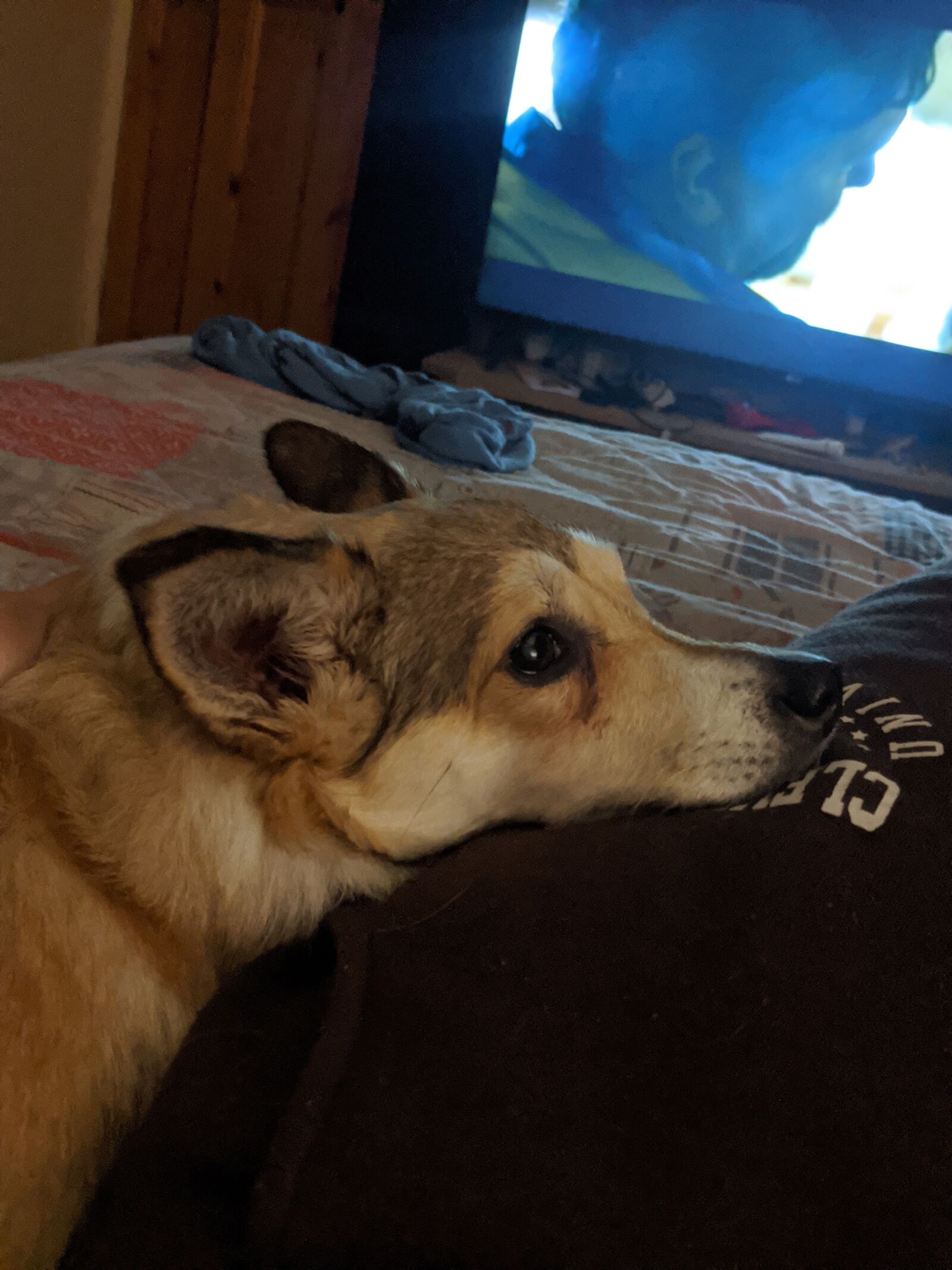 Google Pixel 2 XL sample photo. Lola, dog, sleep photography