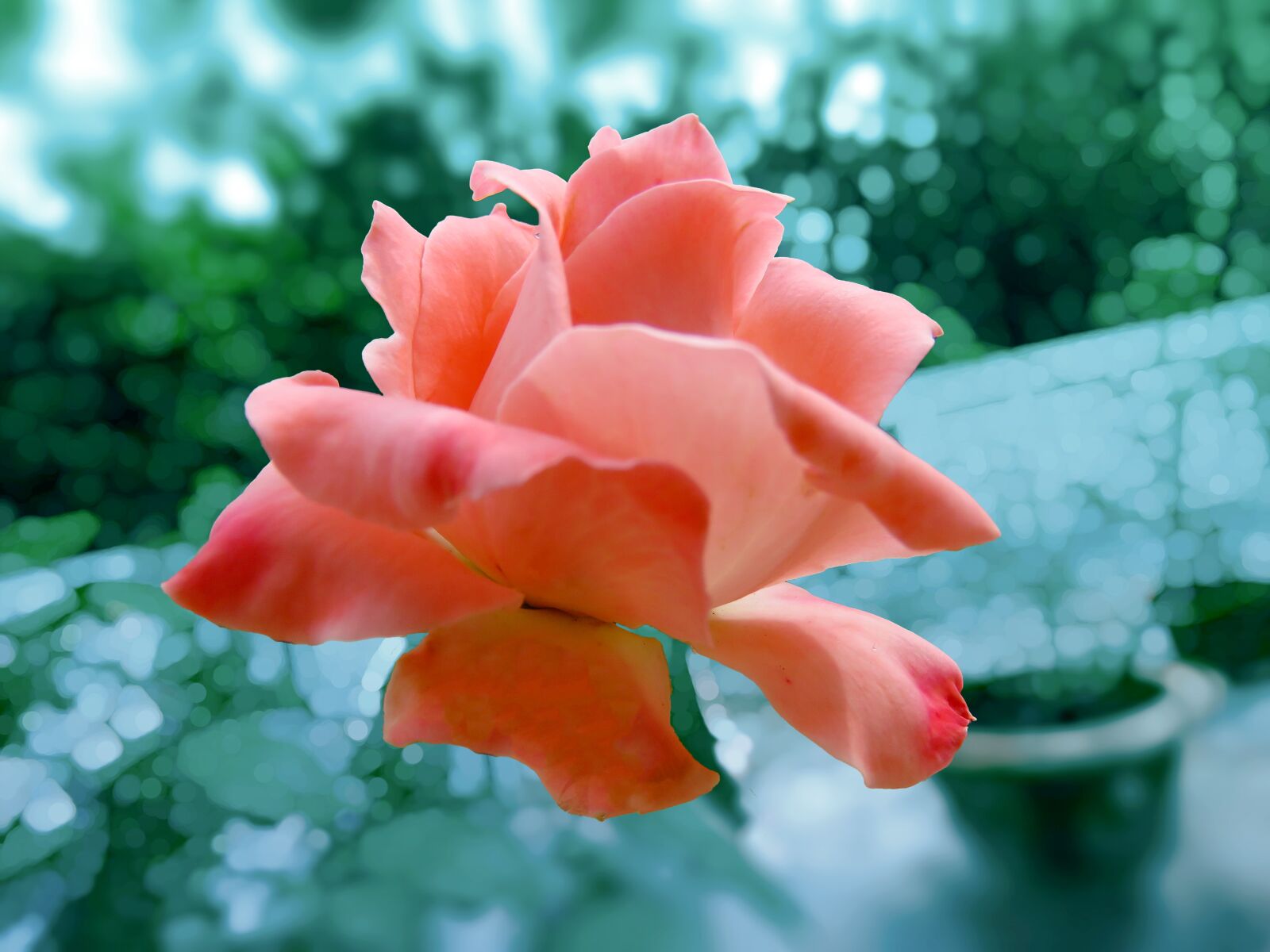 Canon PowerShot SX60 HS sample photo. Pink rose, rose, flower photography
