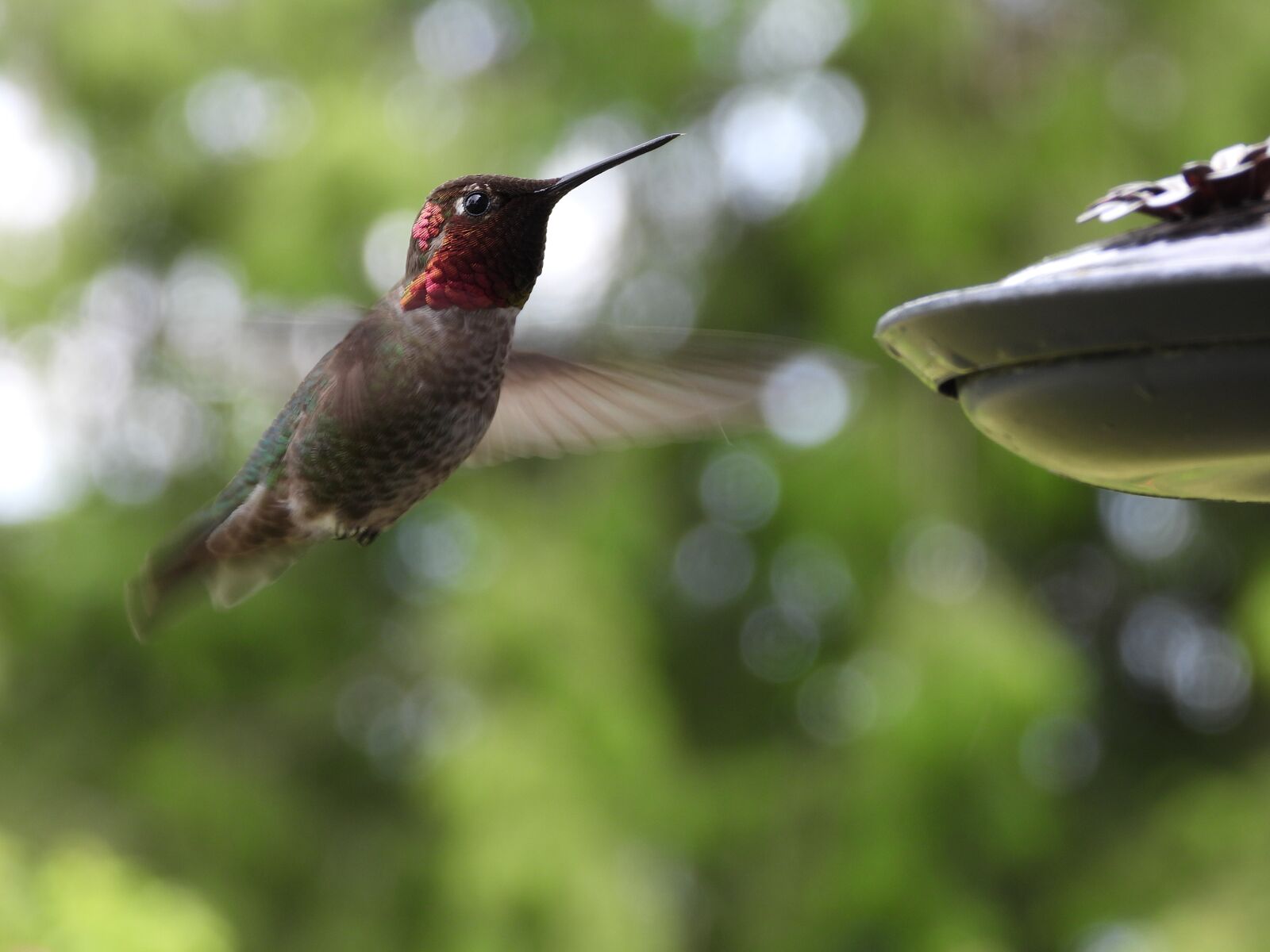Nikon Coolpix P1000 sample photo. Hummingbird, bird, wild photography